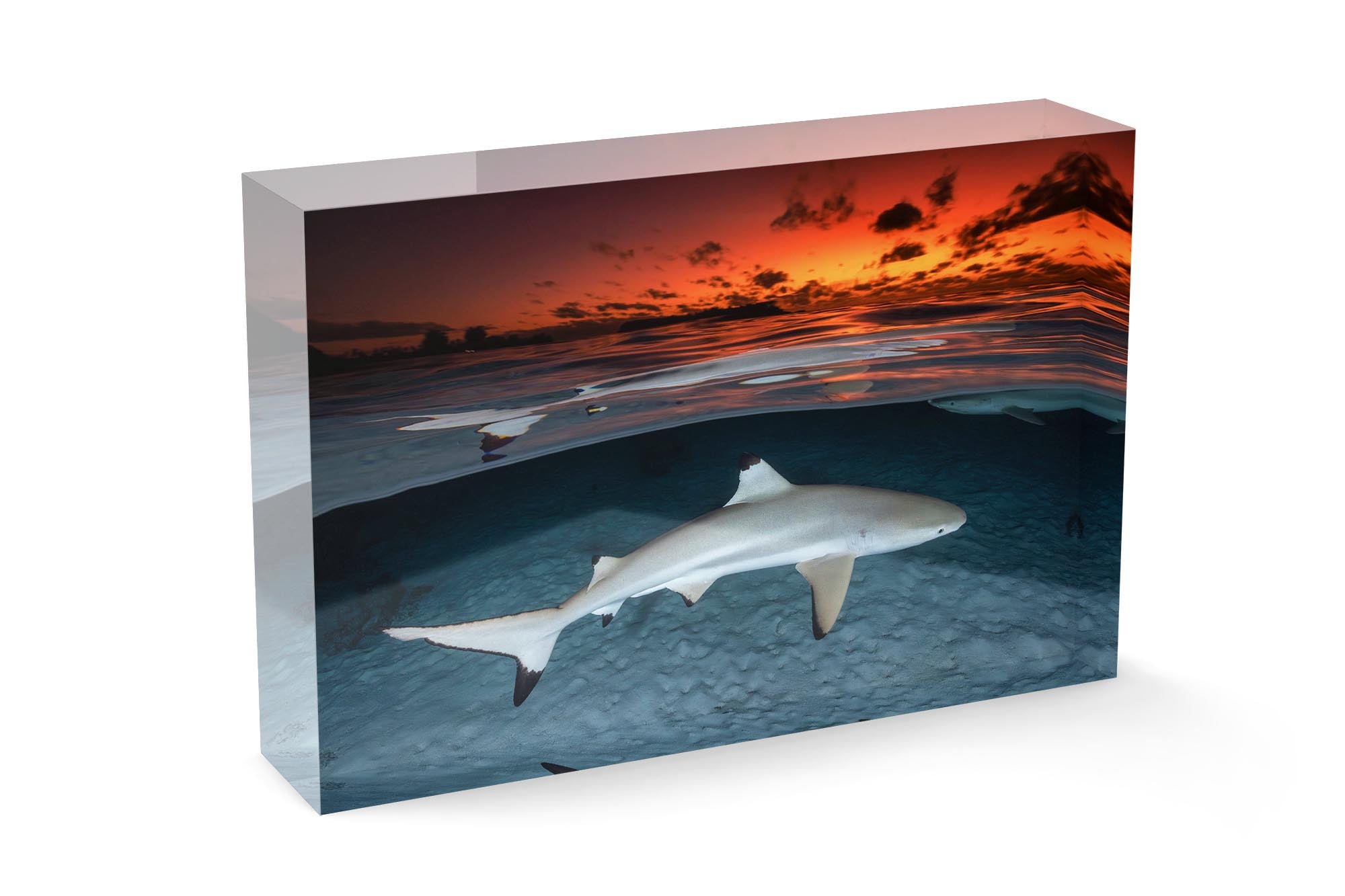 Blacktip Reef Shark Sunset