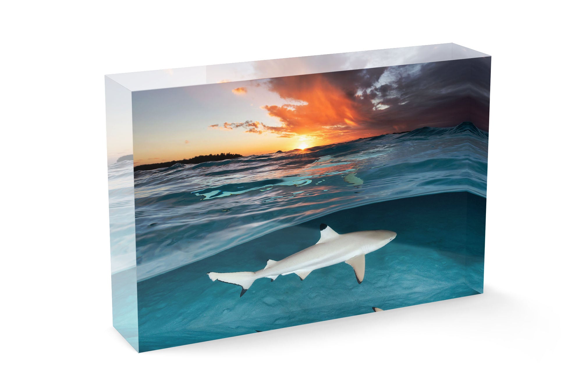 Blacktip Reef Shark Sunset Glow