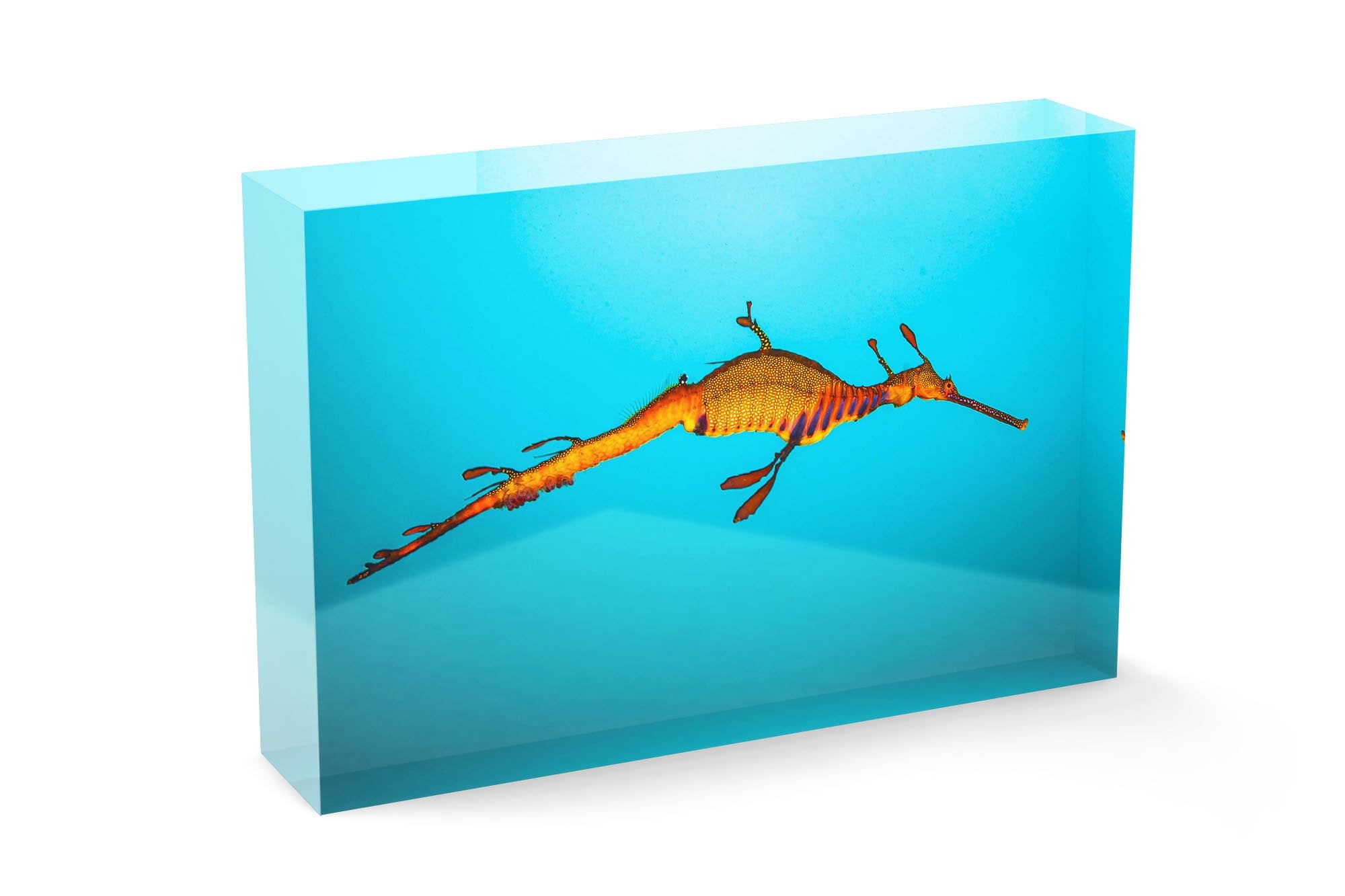 Weedy Sea Dragon Clarity