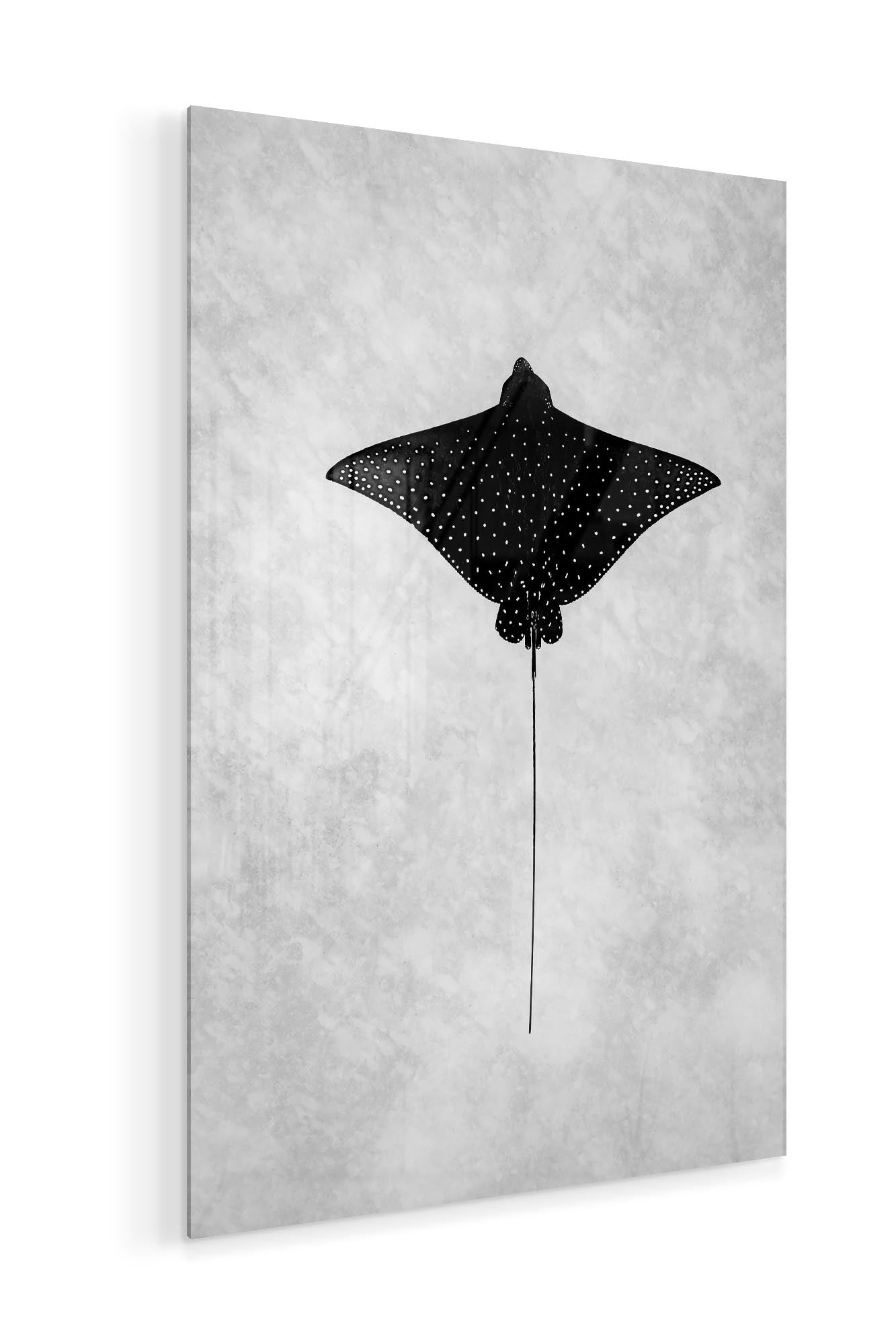 Eagle Ray Great Barrier Reef Monochrome