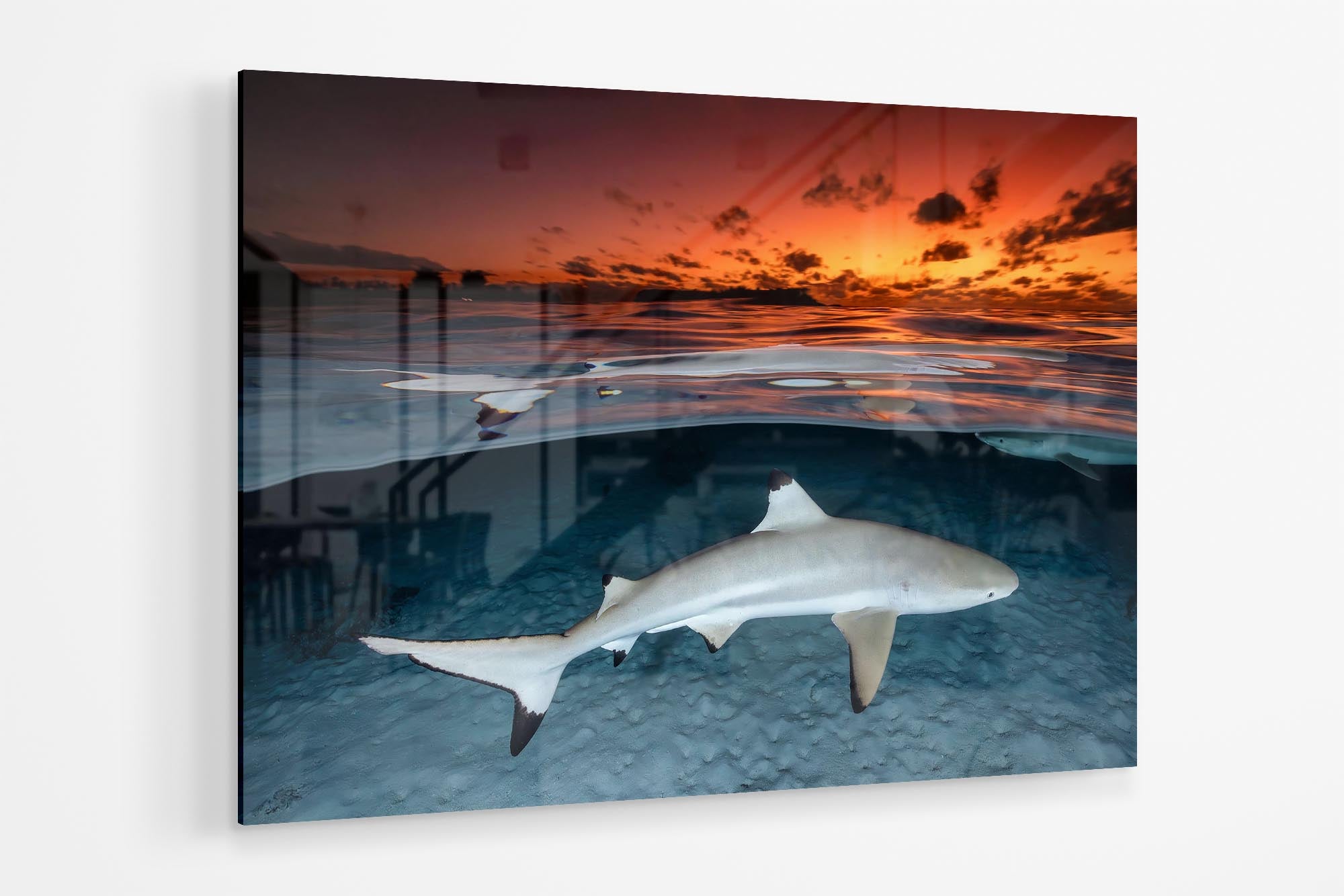 Blacktip Reef Shark Sunset