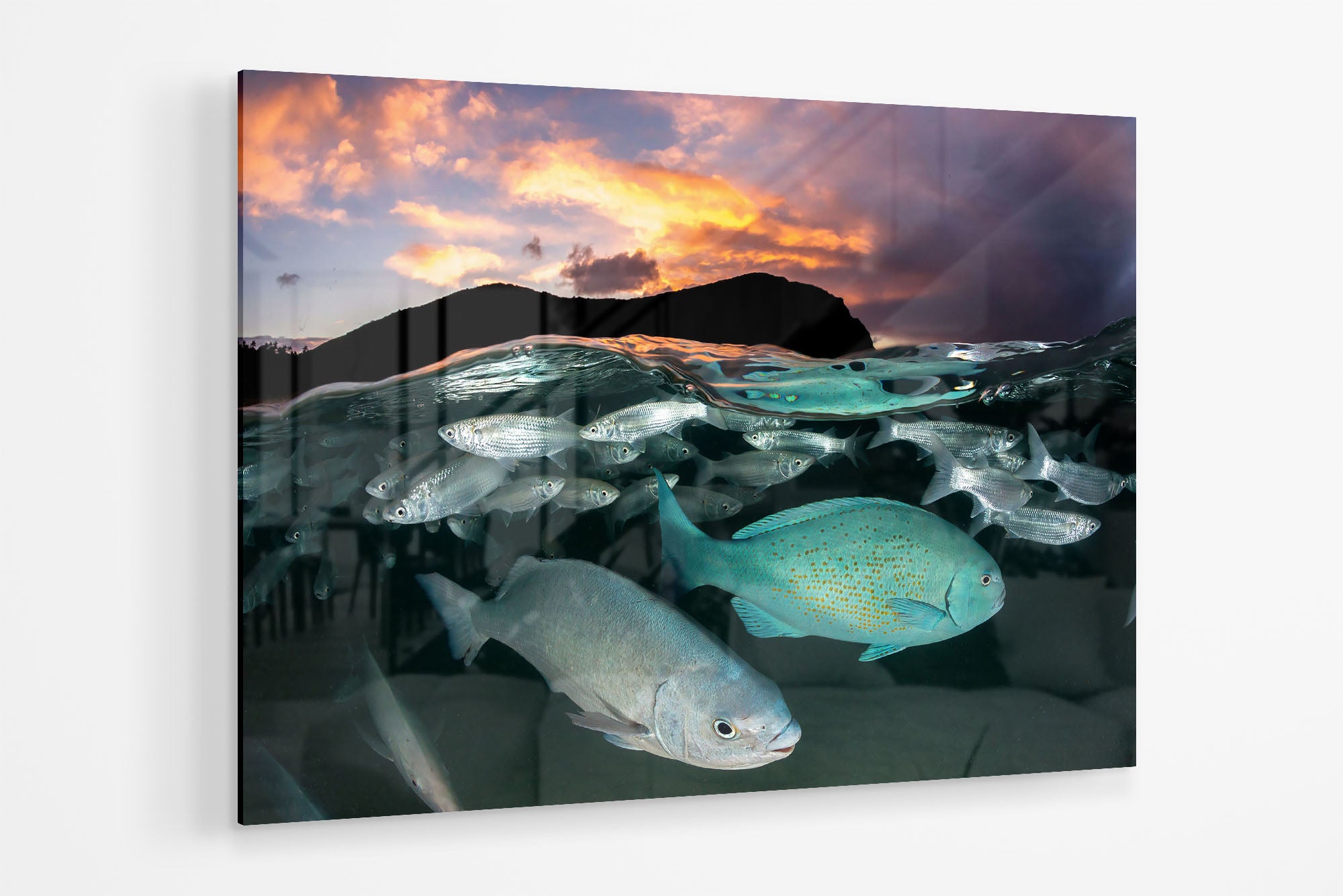 Neds Beach Fish Sunset Lord Howe Island