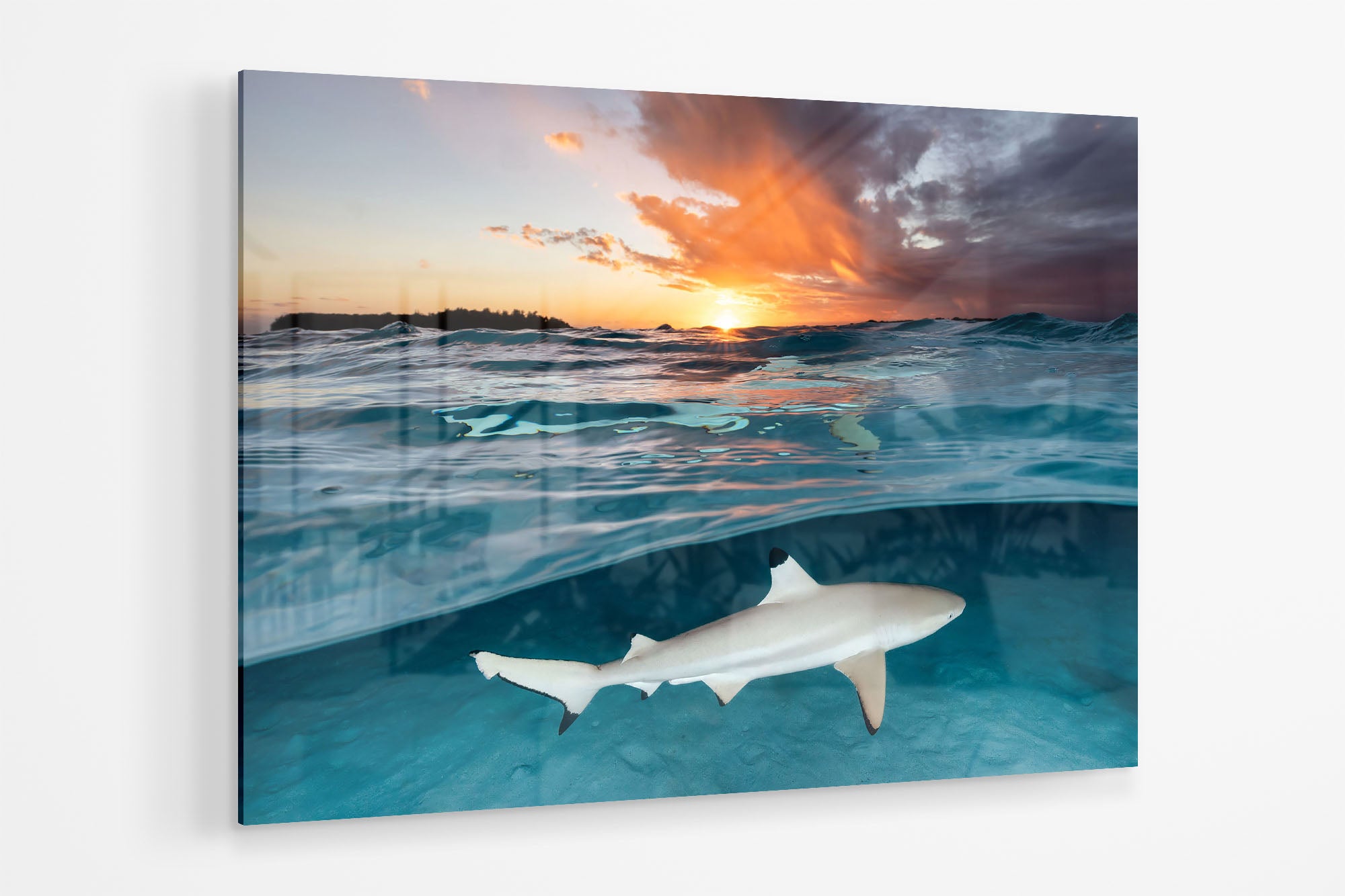 Blacktip Reef Shark Sunset Glow