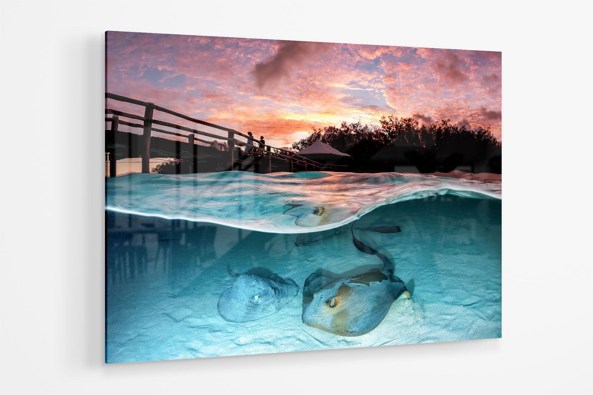 Stingray Sunrise Heron Island Great Barrier Reef