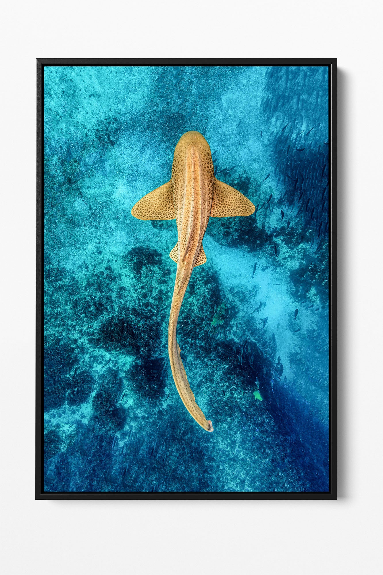 Leopard Shark Clarity | Vertical