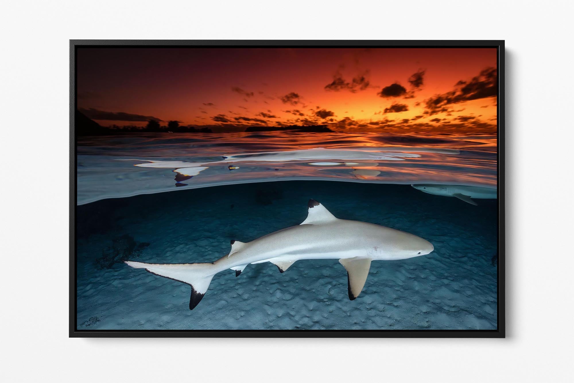 Blacktip Reef Shark Sunset