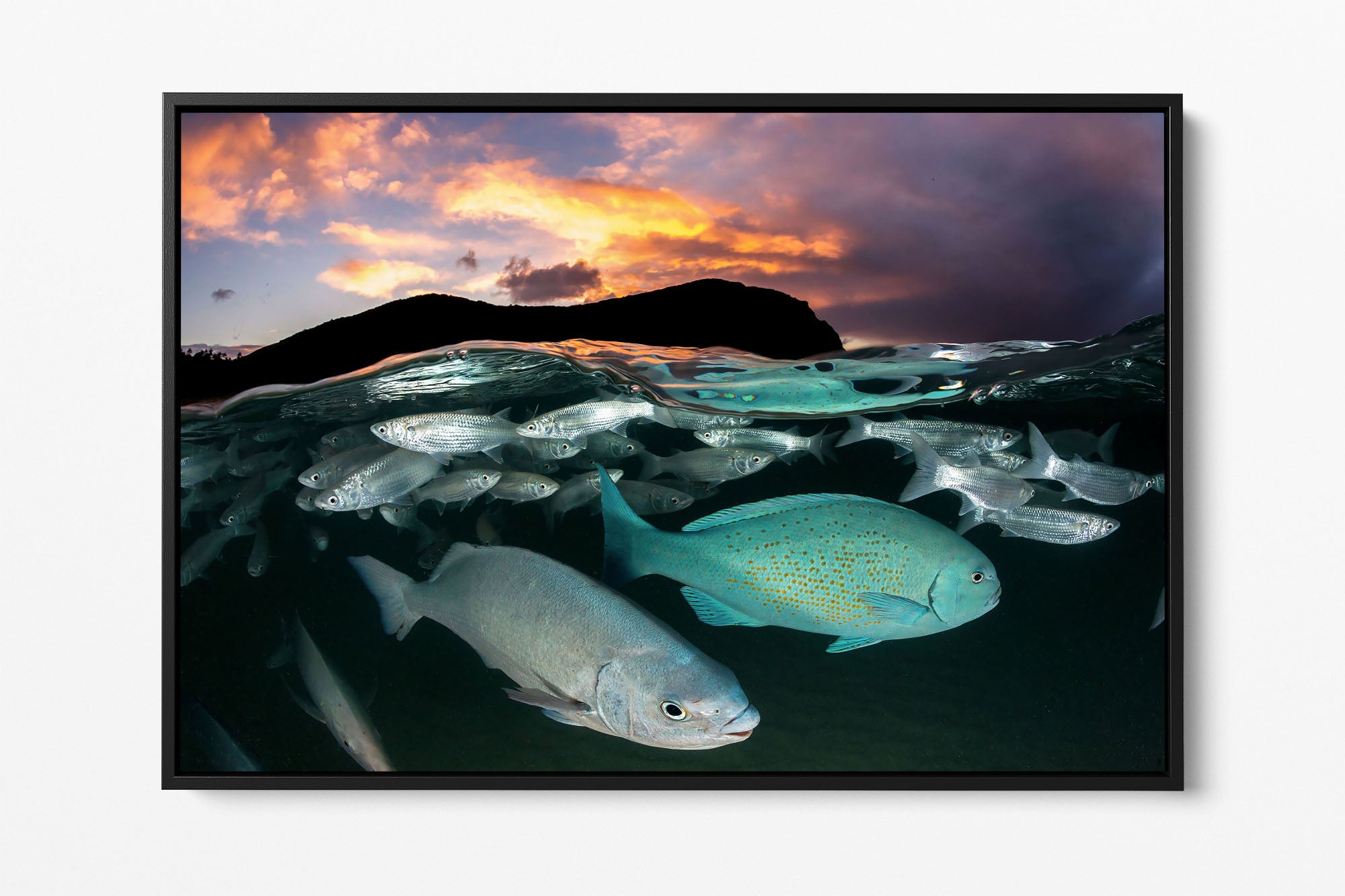 Neds Beach Fish Sunset Lord Howe Island