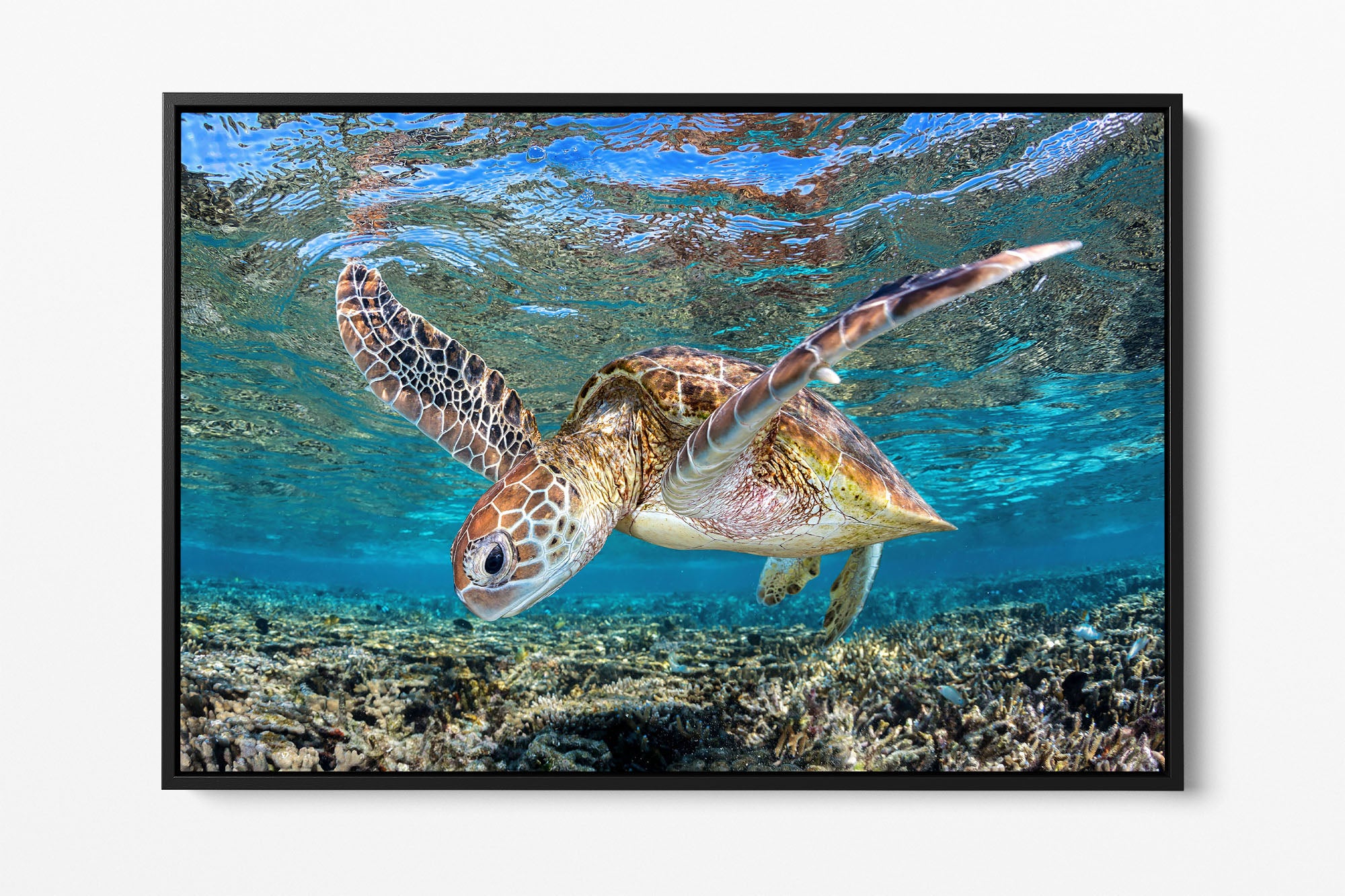 Graceful Glider Turtle | Great Barrier Reef