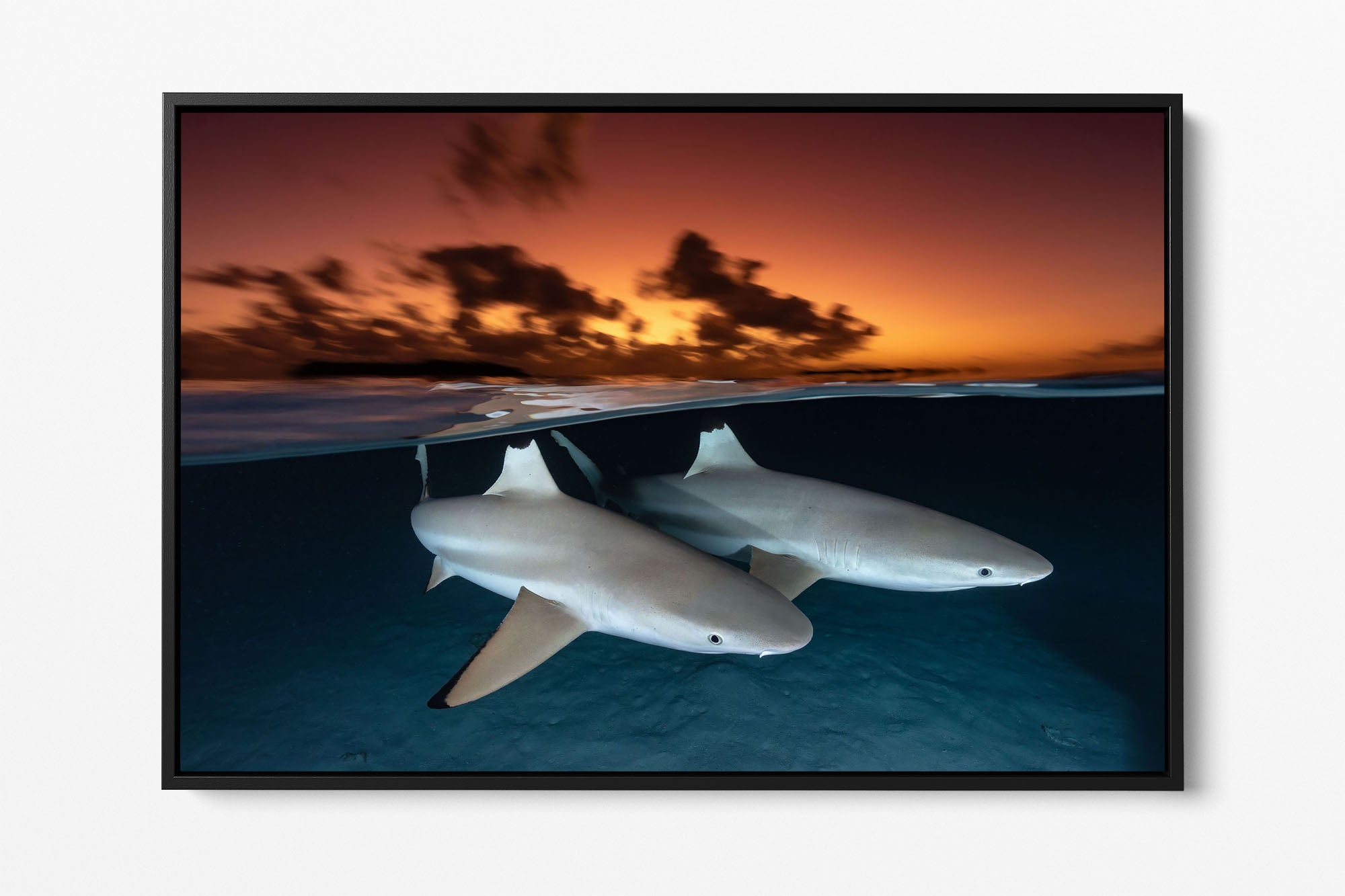 Side By Side Blacktip Reef Sharks