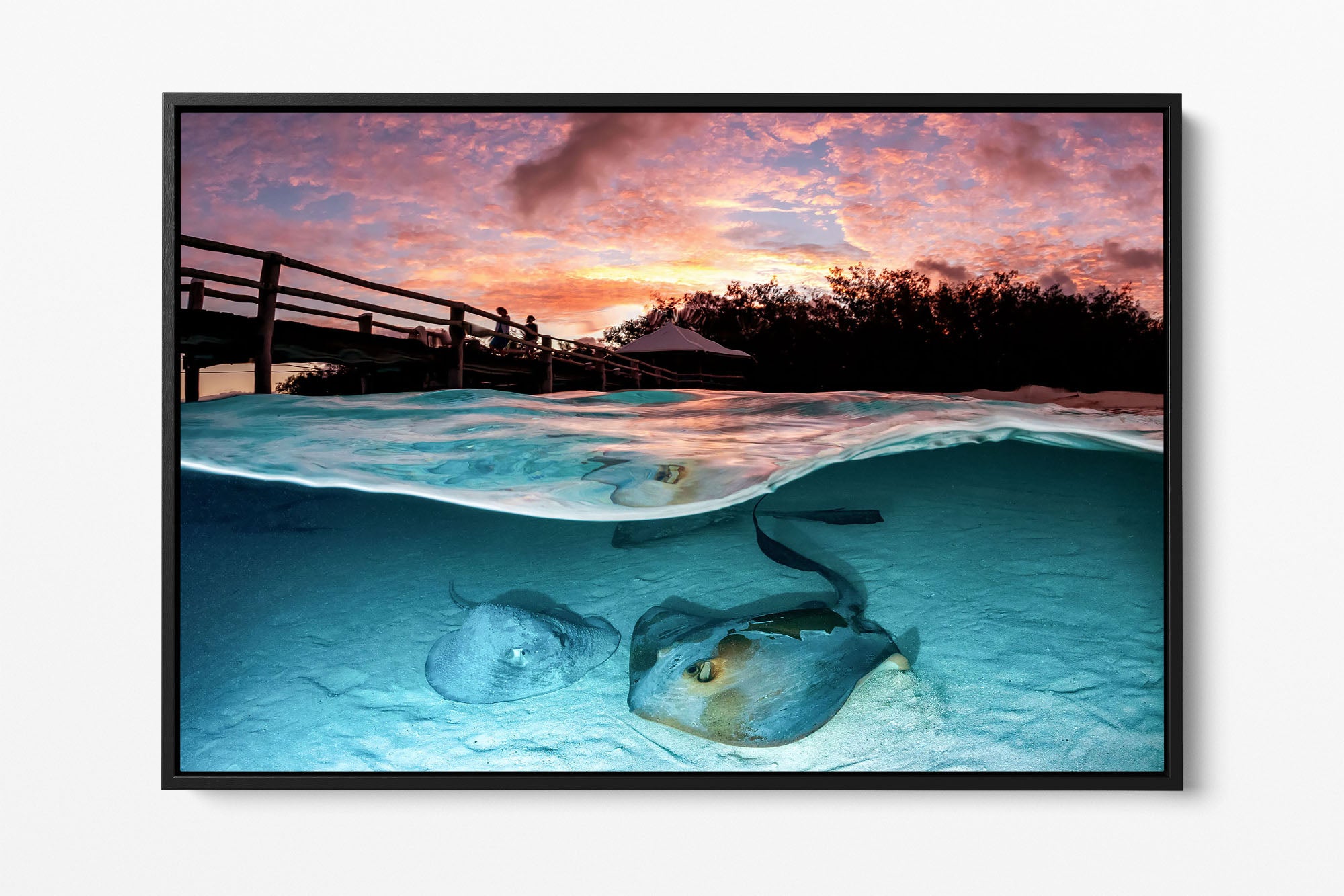 Stingray Sunrise Heron Island Great Barrier Reef