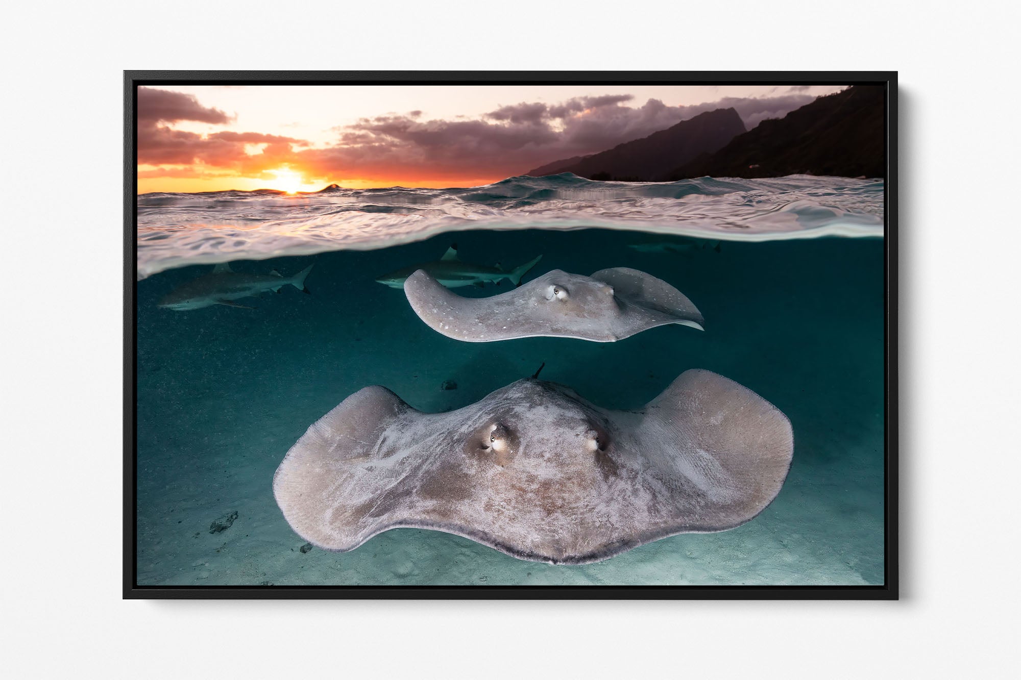 Stingray Sunset French Polynesia