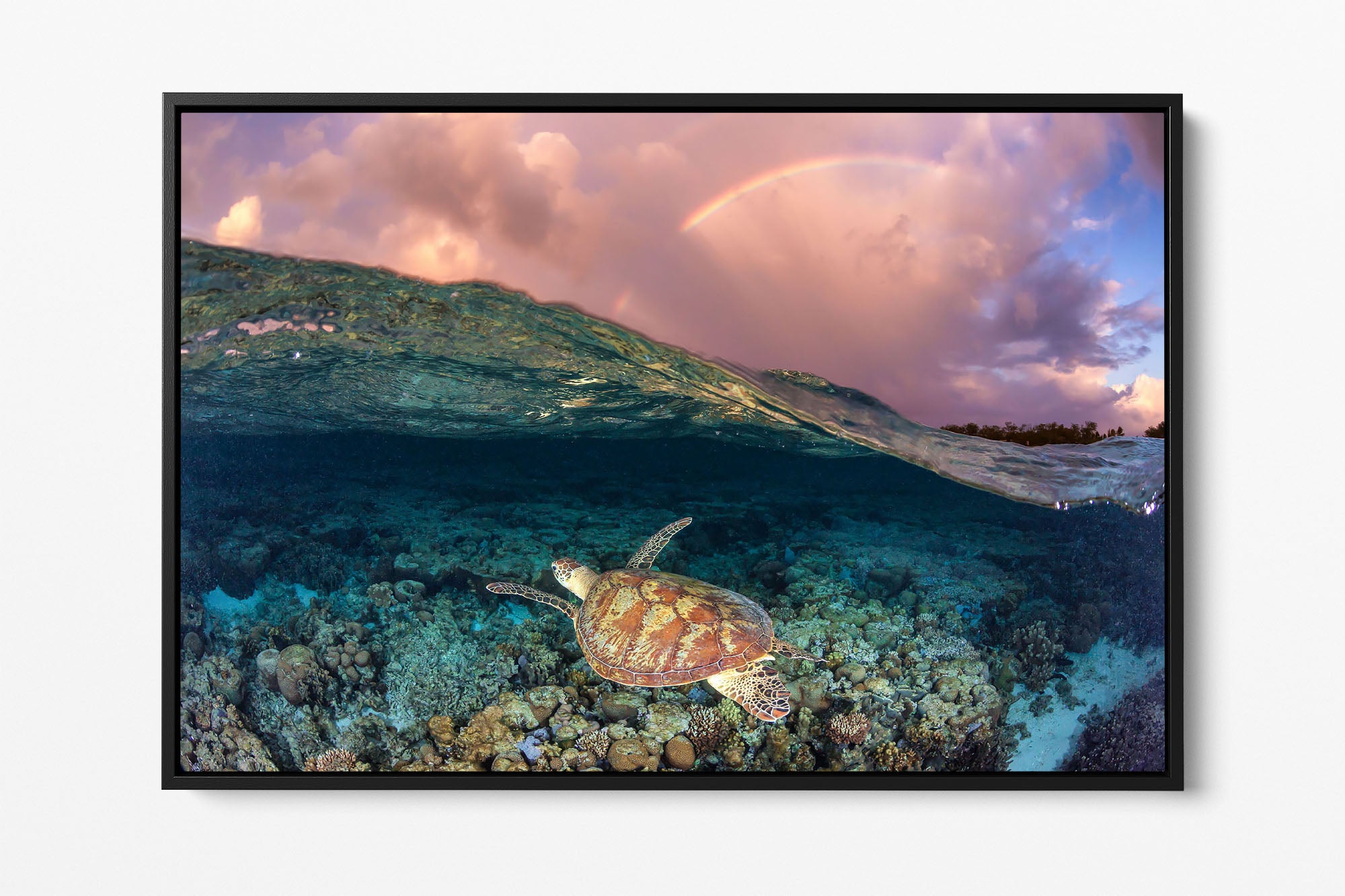 Over Under Rainbow Turtle Great Barrier Reef