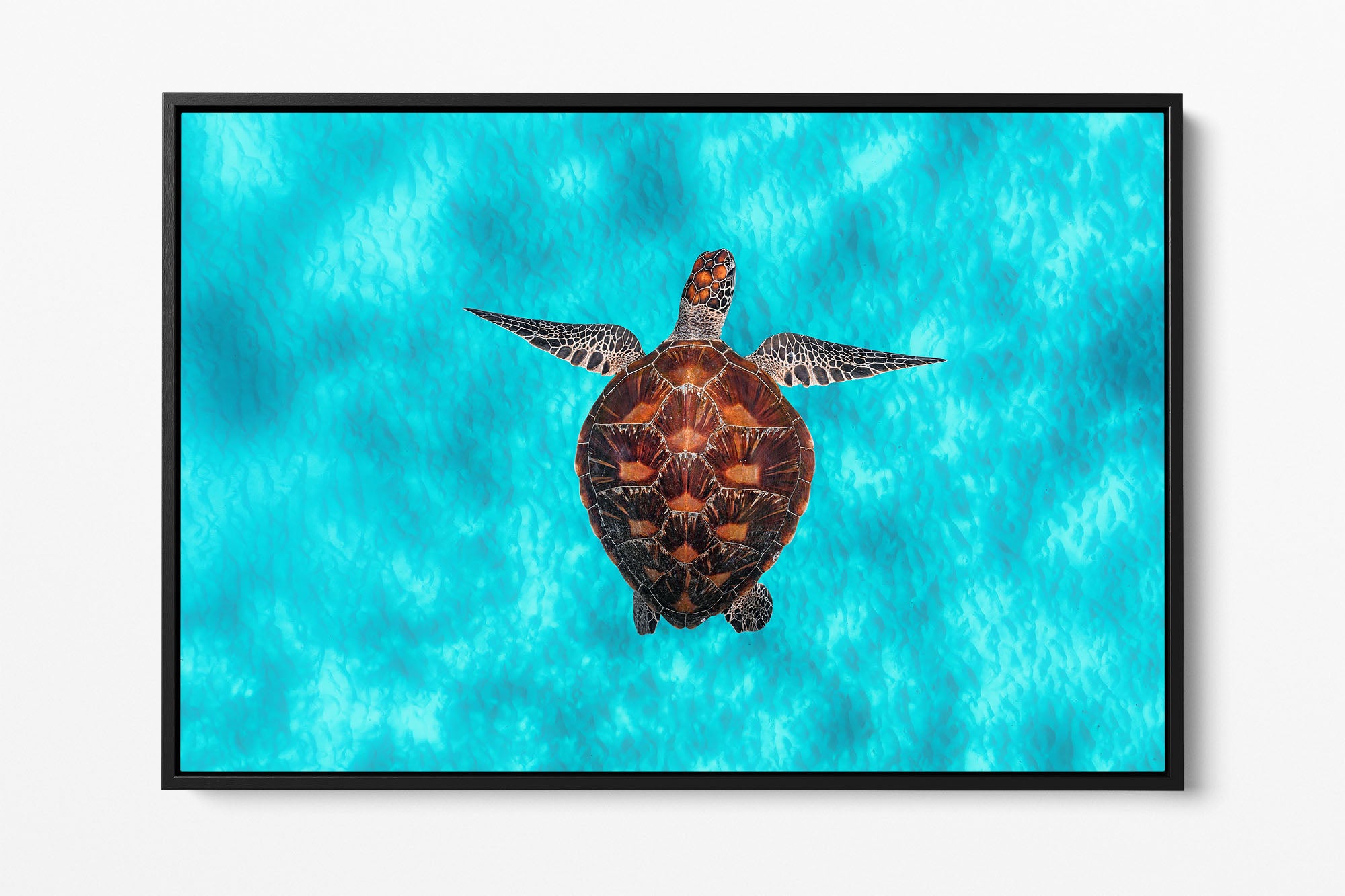 Lady Elliot Island Green Sea Turtle Clarity