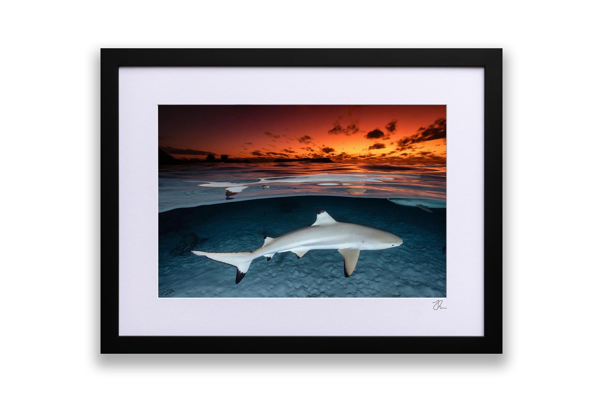 Blacktip Reef Shark Sunset