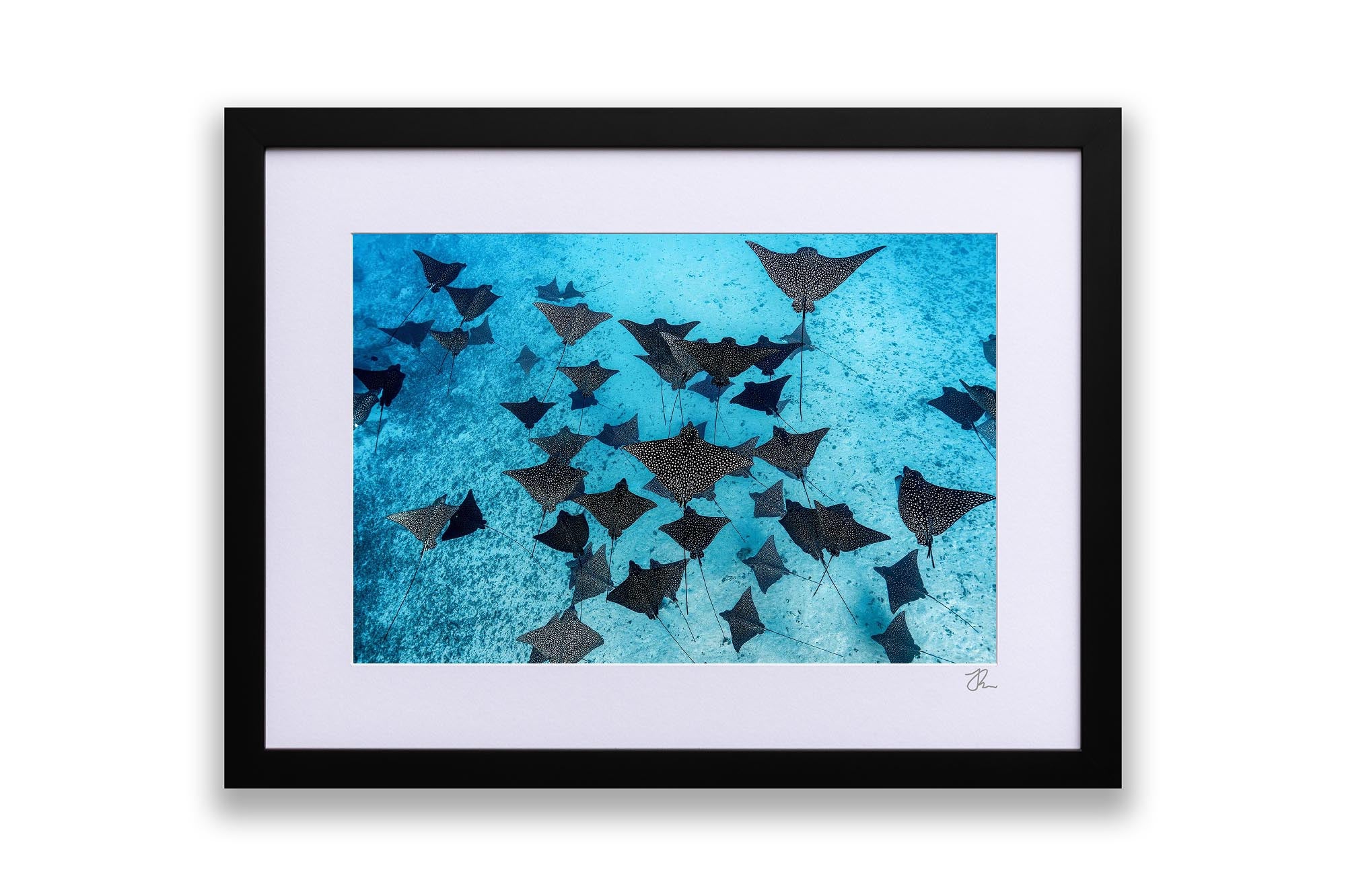 Spotted Eagle Ray Fever