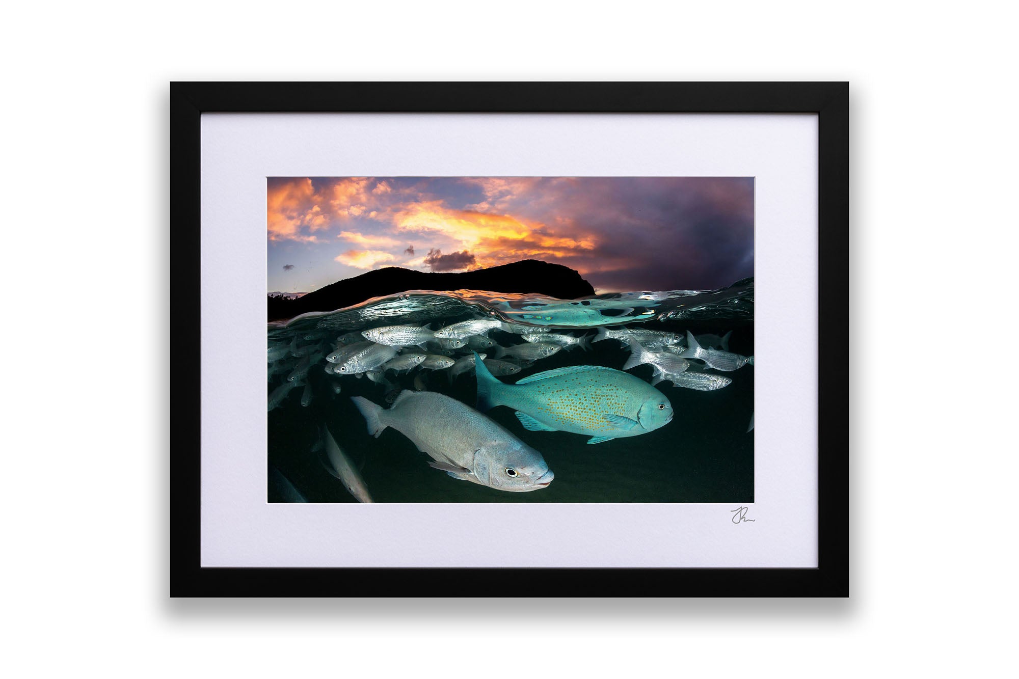 Neds Beach Fish Sunset Lord Howe Island