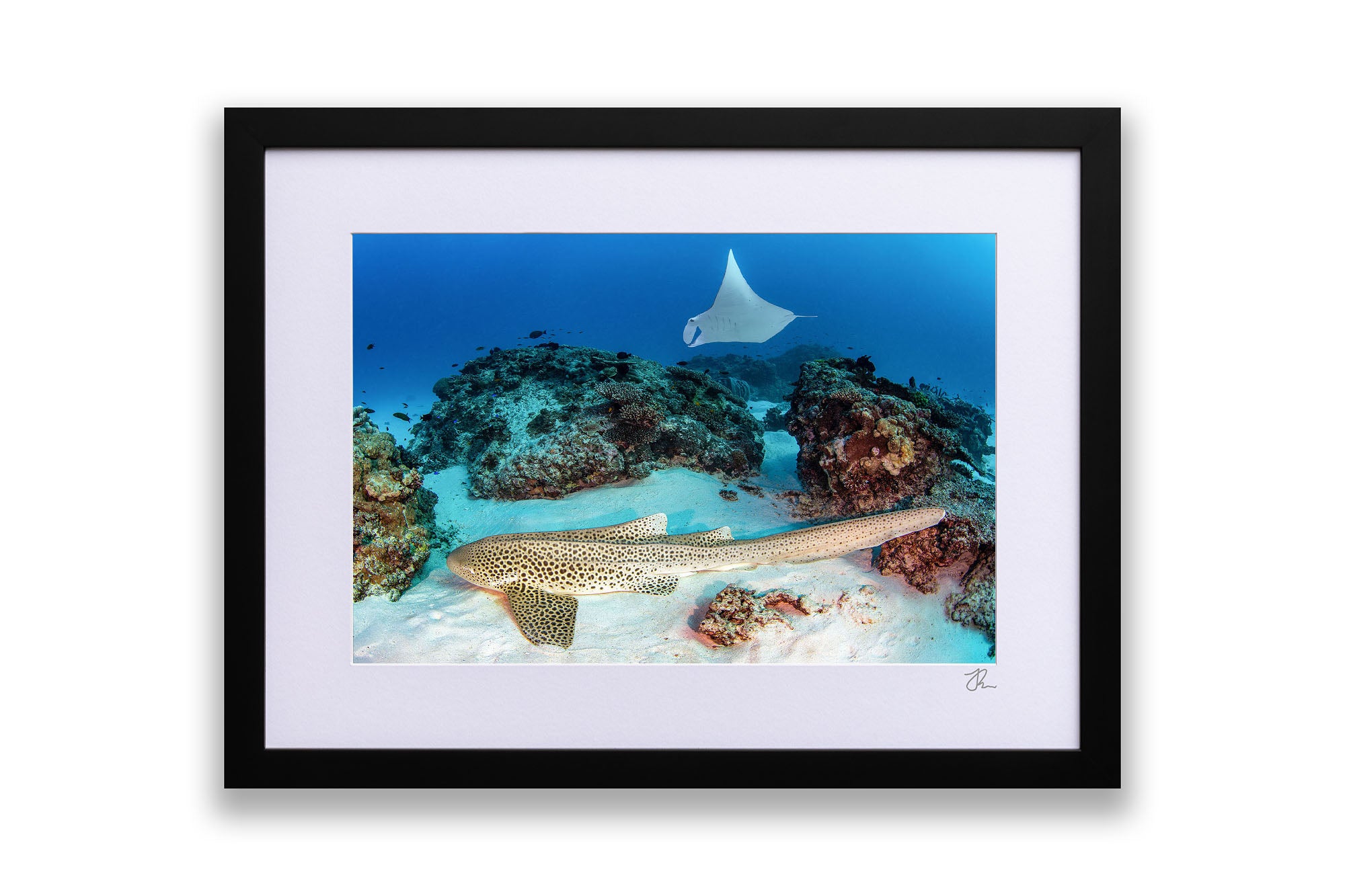 Leopard Shark and Manta Ray Great Barrier Reef