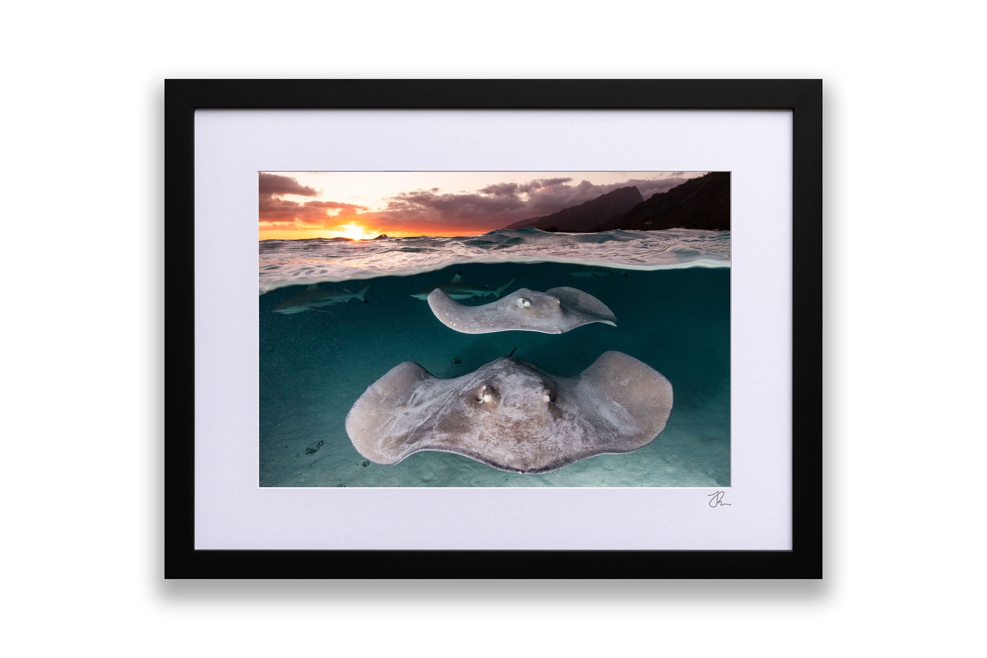 Stingray Sunset French Polynesia