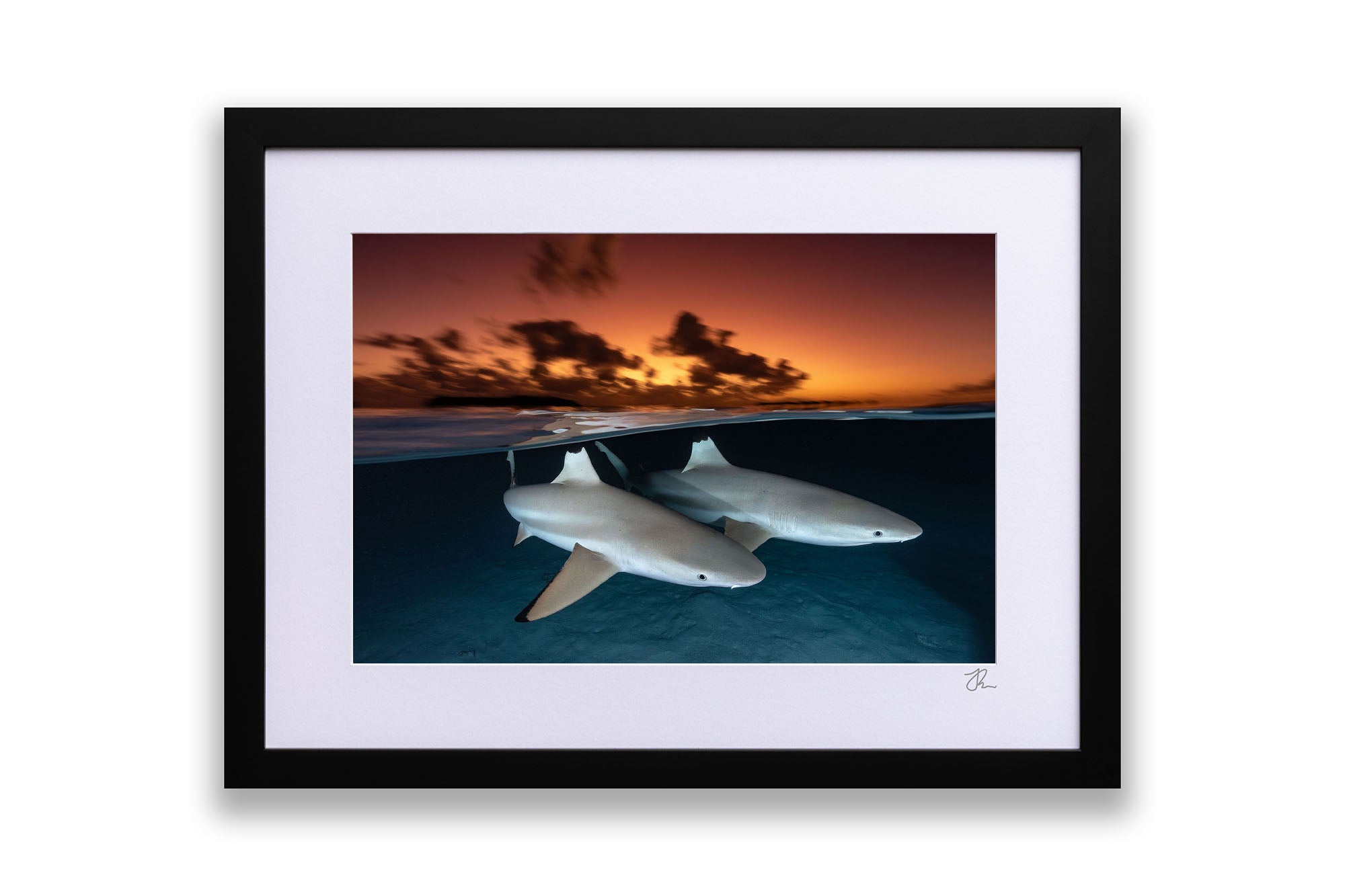 Side By Side Blacktip Reef Sharks