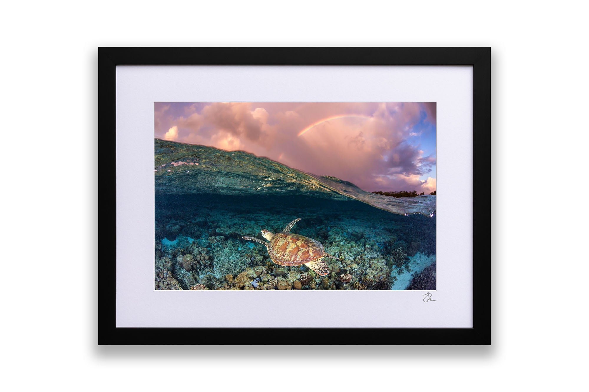 Over Under Rainbow Turtle Great Barrier Reef