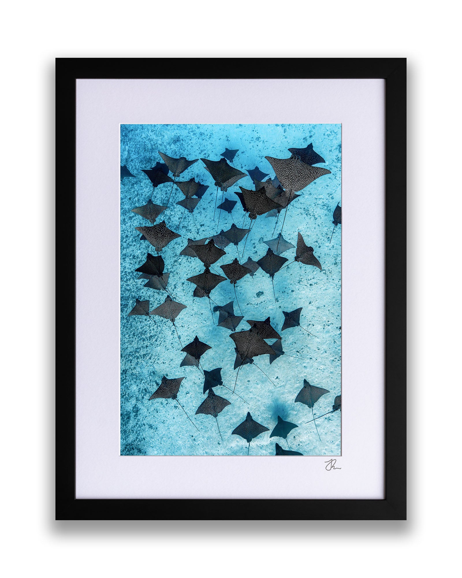 Fever of Eagle Rays Vertical