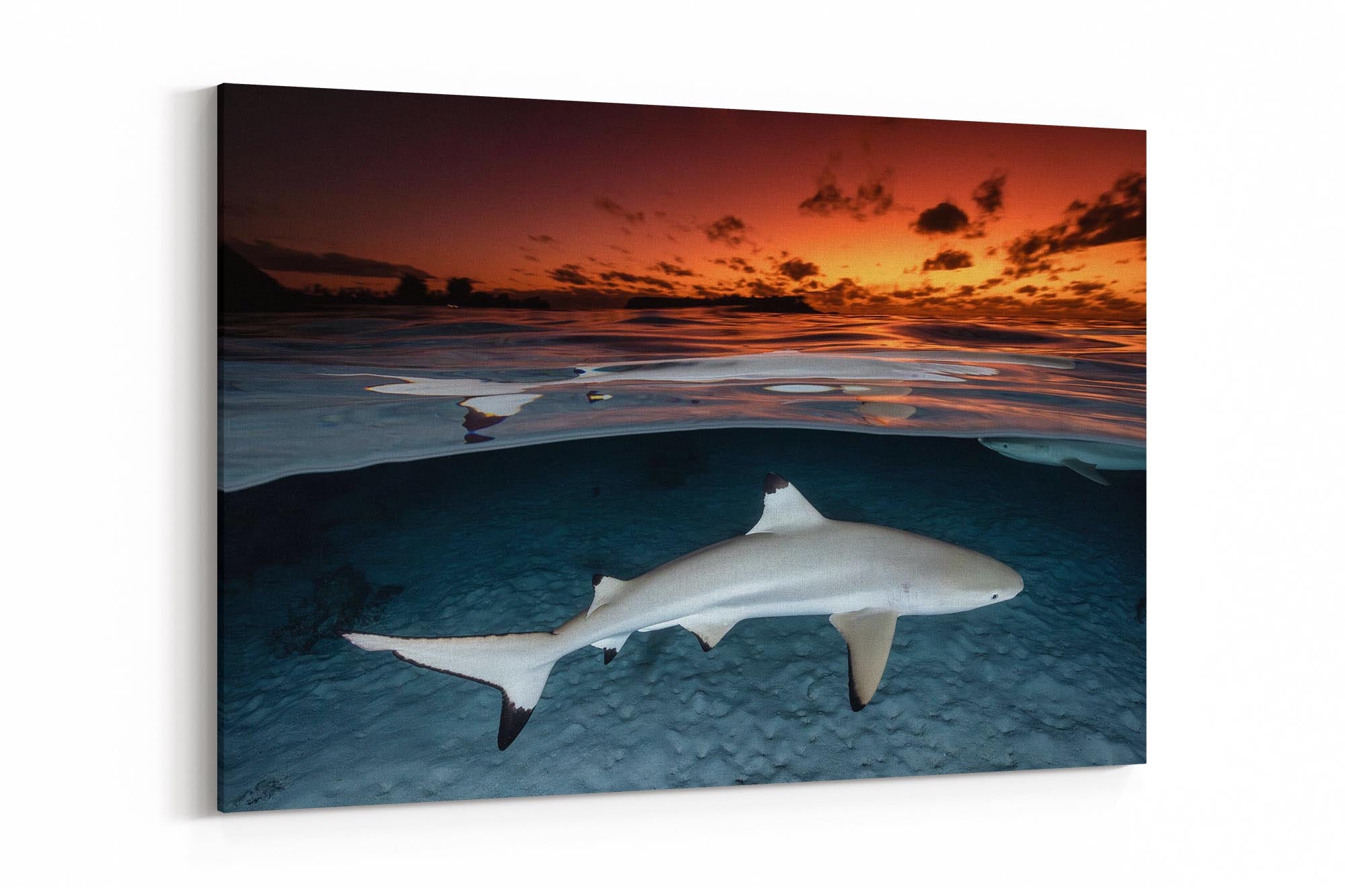 Blacktip Reef Shark Sunset