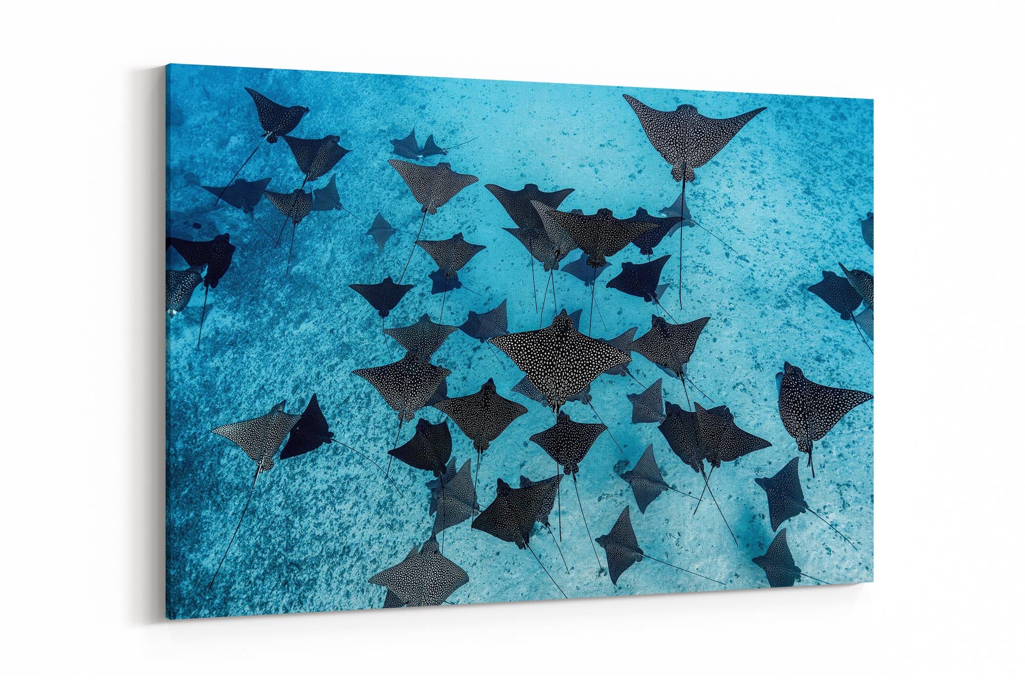 Spotted Eagle Ray Fever