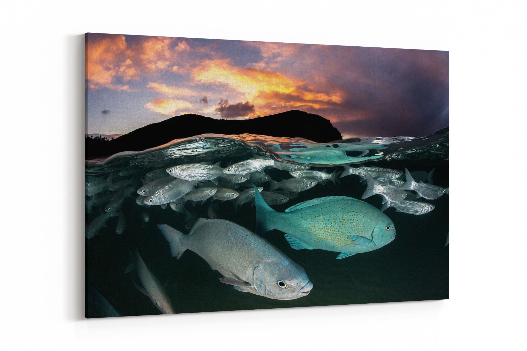 Neds Beach Fish Sunset Lord Howe Island