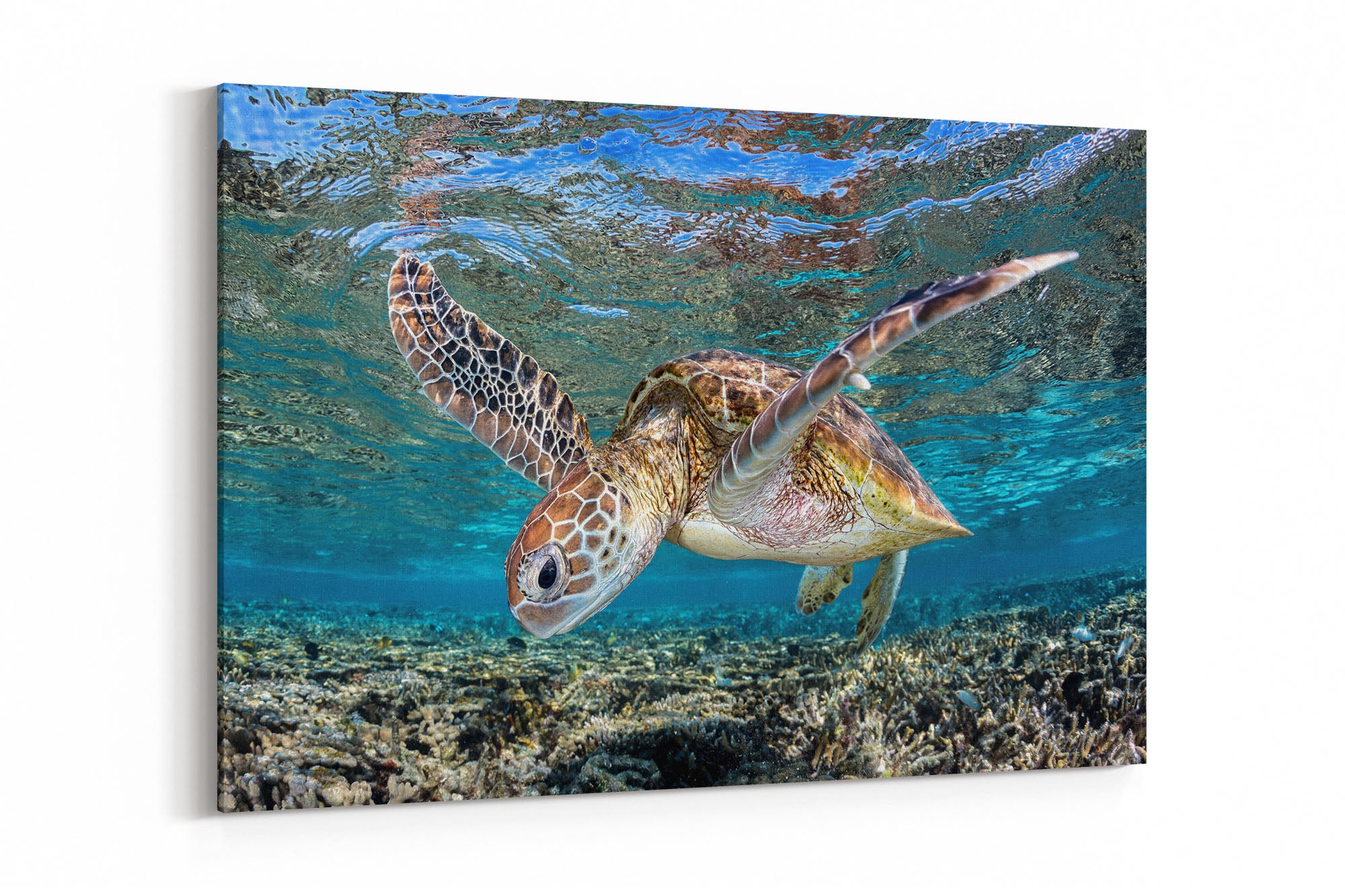 Graceful Glider Turtle | Great Barrier Reef