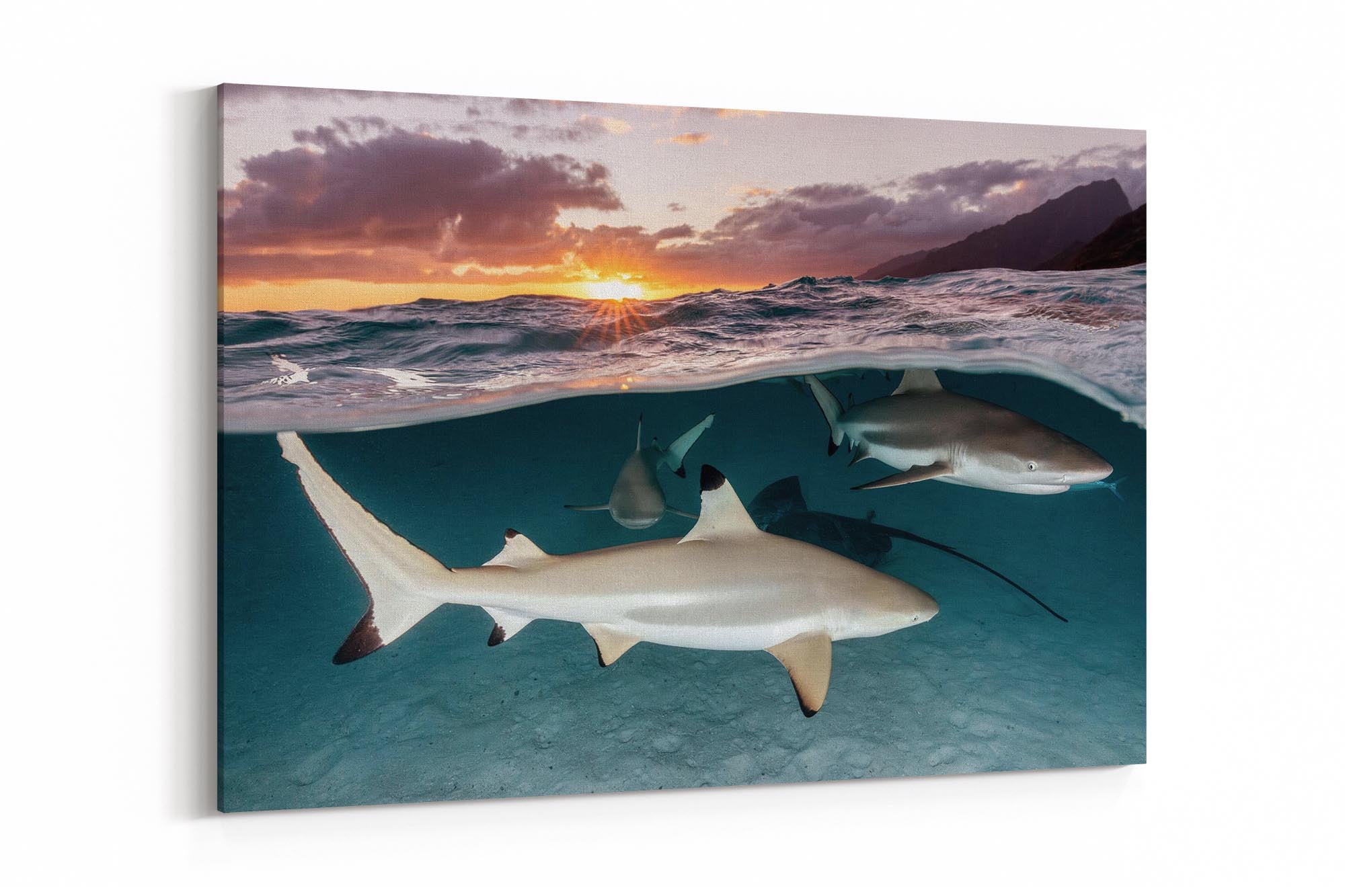 Shark and Ray Lagoon Sunrise