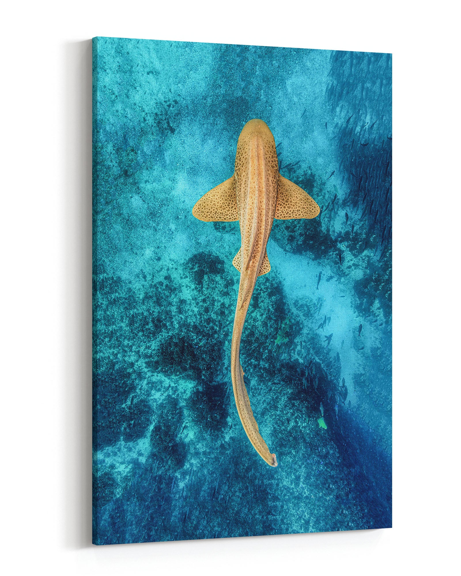 Leopard Shark Clarity | Vertical