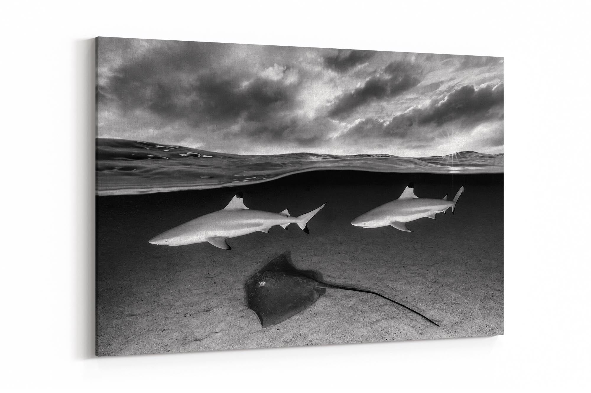 Shark and Ray Lagoon Monochrome