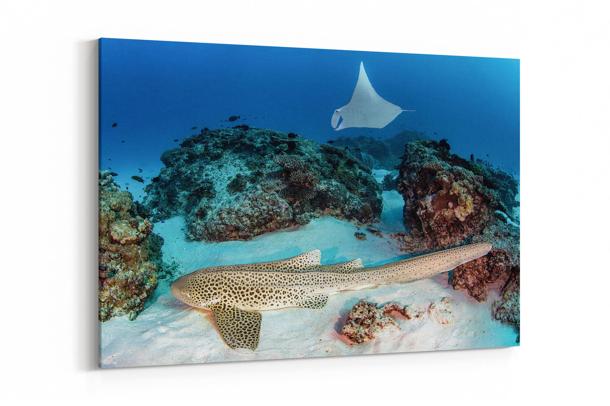 Leopard Shark and Manta Ray Great Barrier Reef