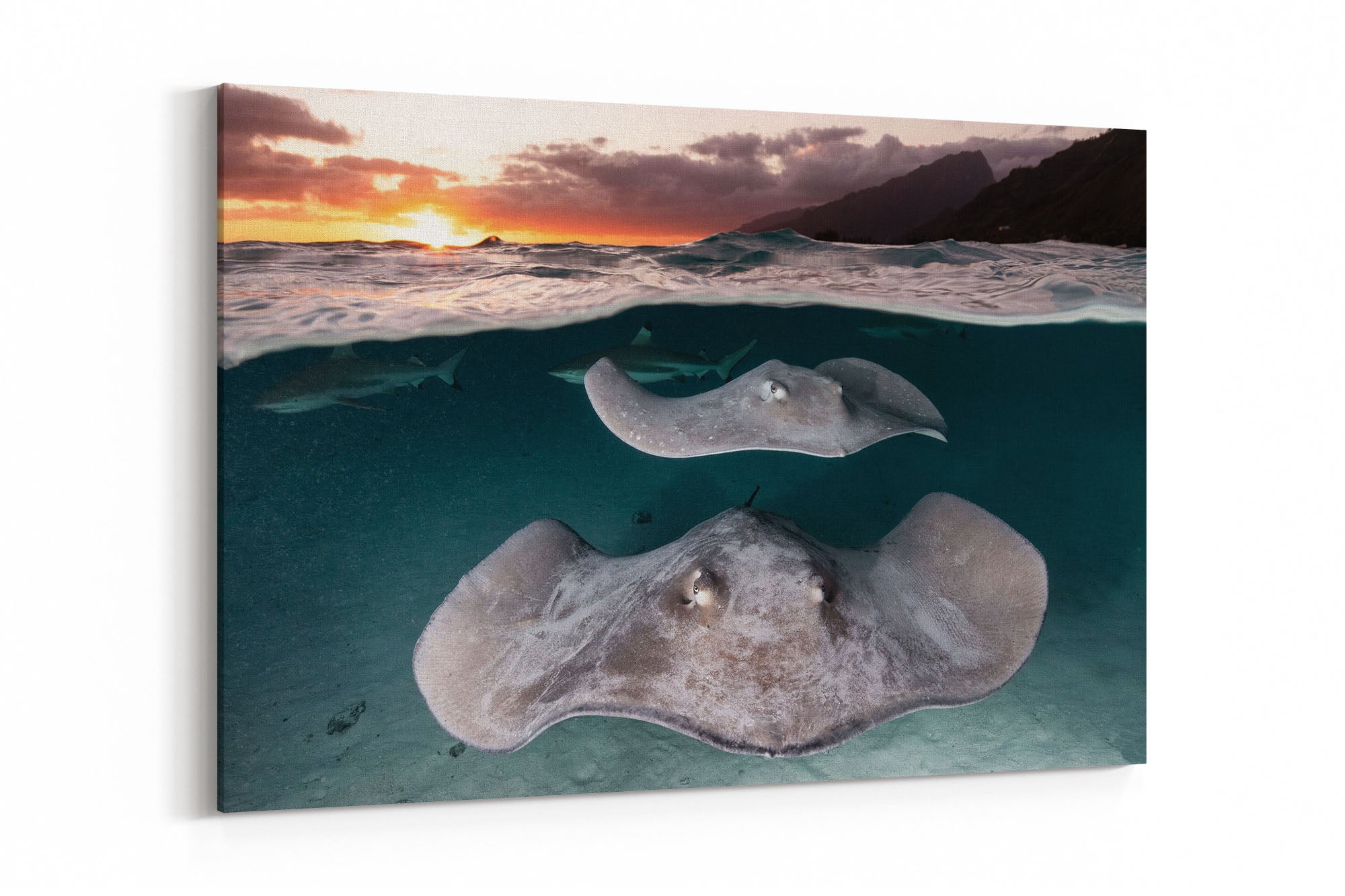 Stingray Sunset French Polynesia