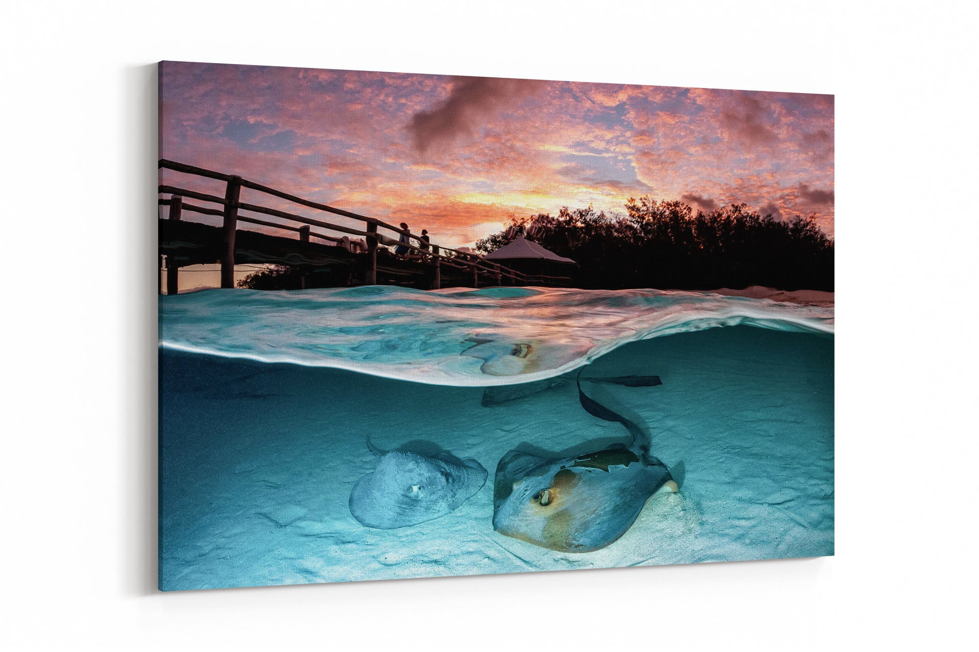 Stingray Sunrise Heron Island Great Barrier Reef