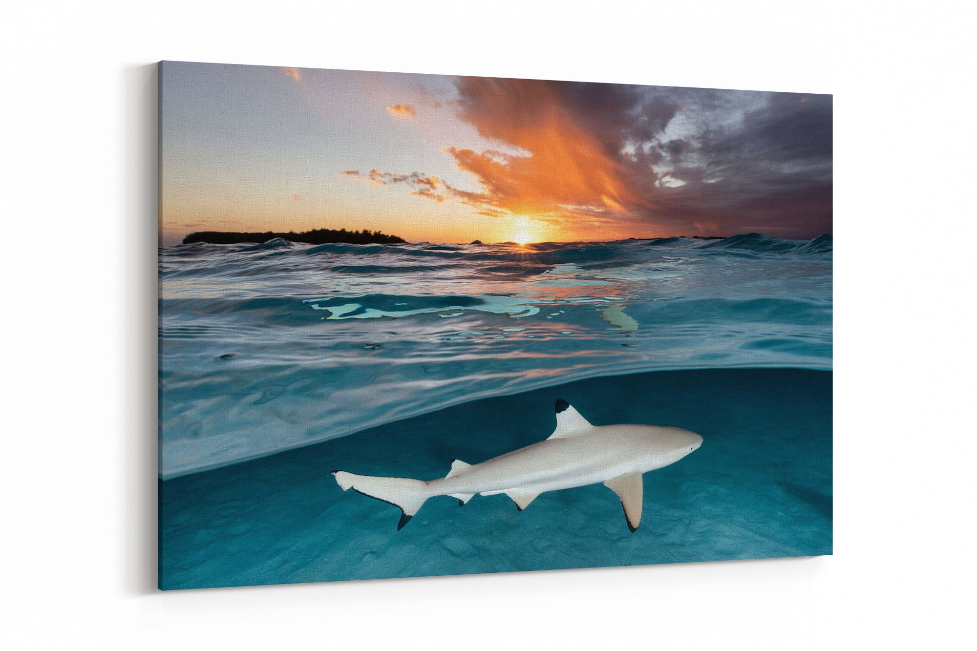 Blacktip Reef Shark Sunset Glow