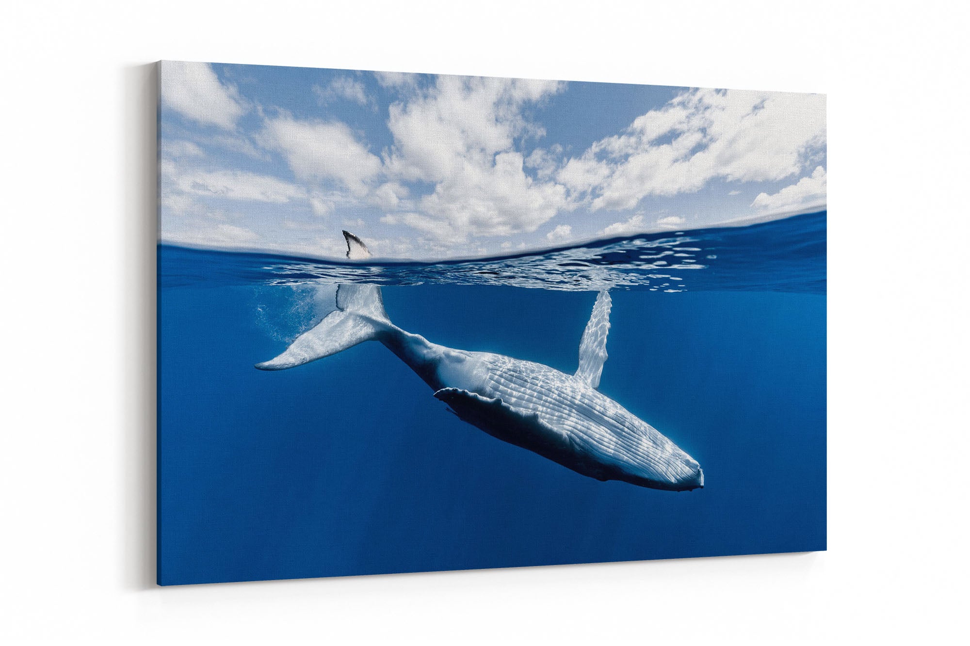 Touch The Sky Humpback Whale