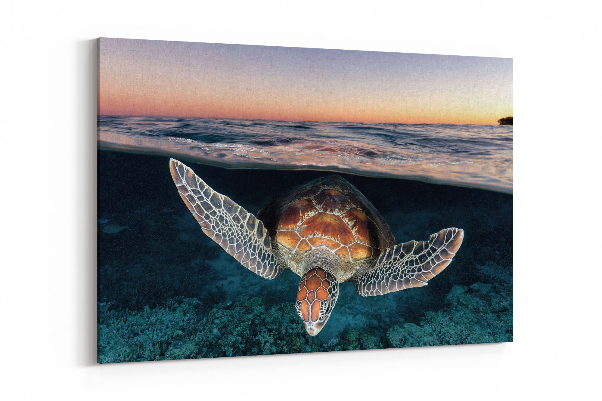 Sunset Glow Turtle | Great Barrier Reef