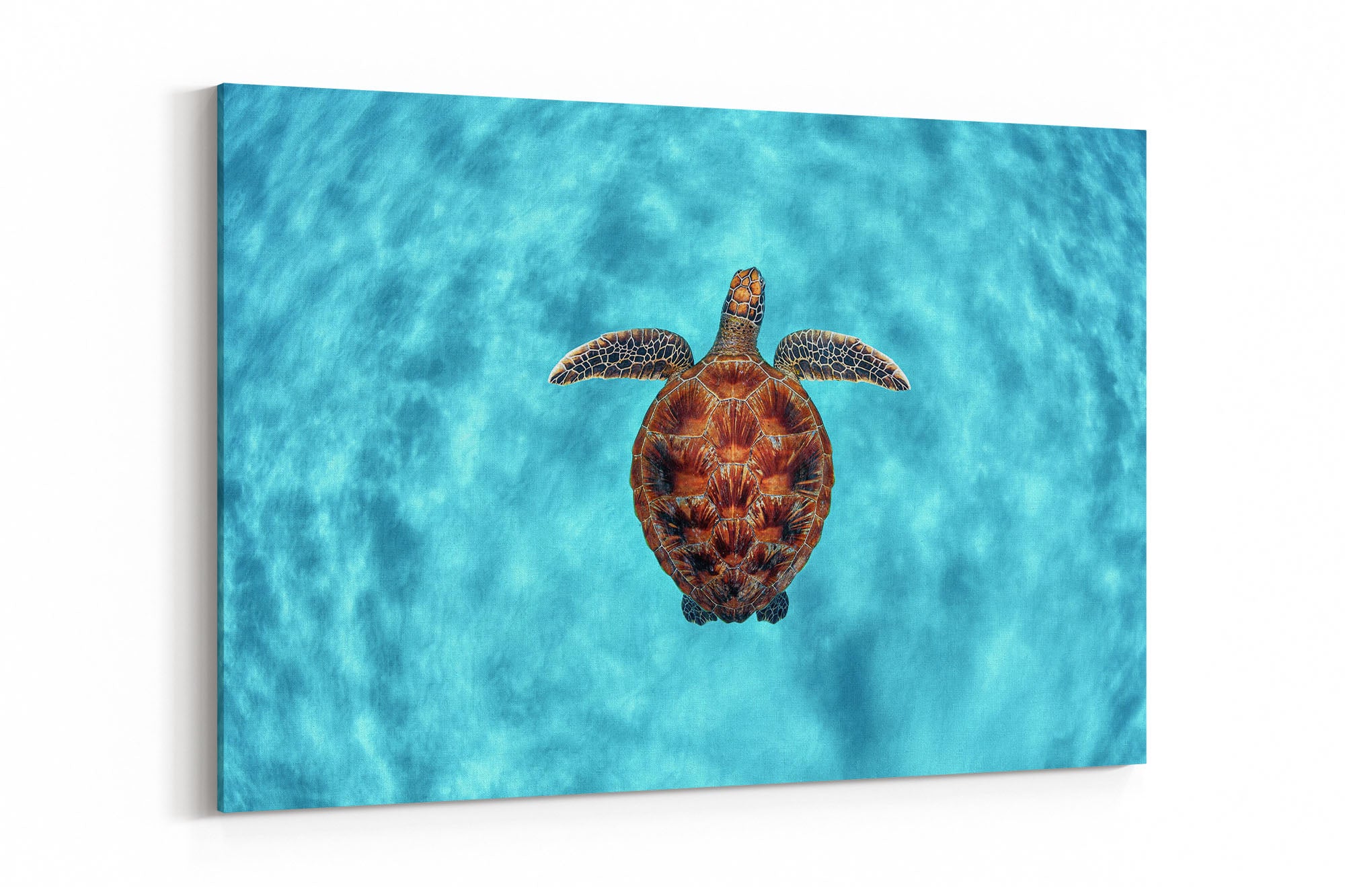 Turtle Perfection | Great Barrier Reef