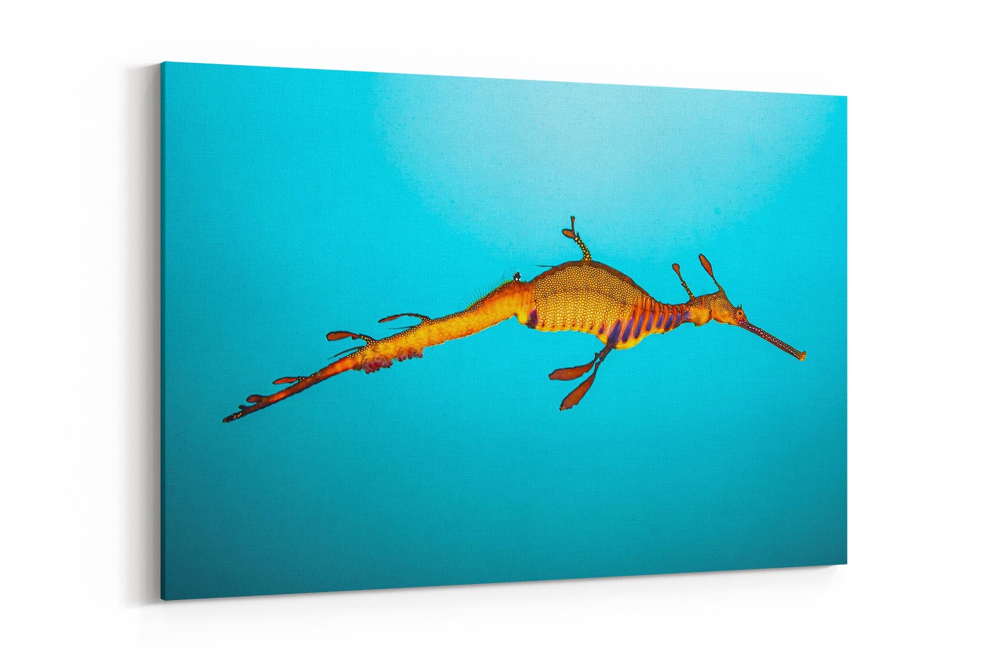 Weedy Sea Dragon Clarity