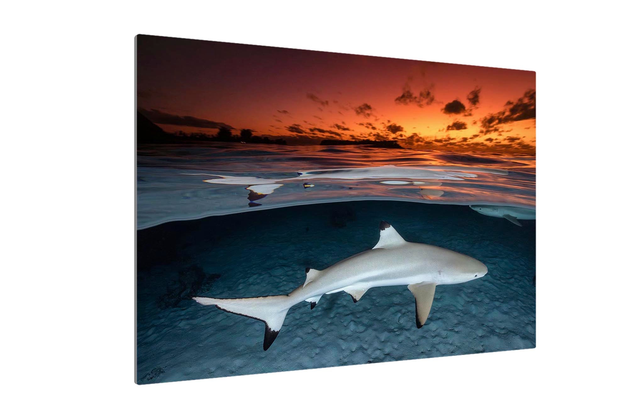 Blacktip Reef Shark Sunset