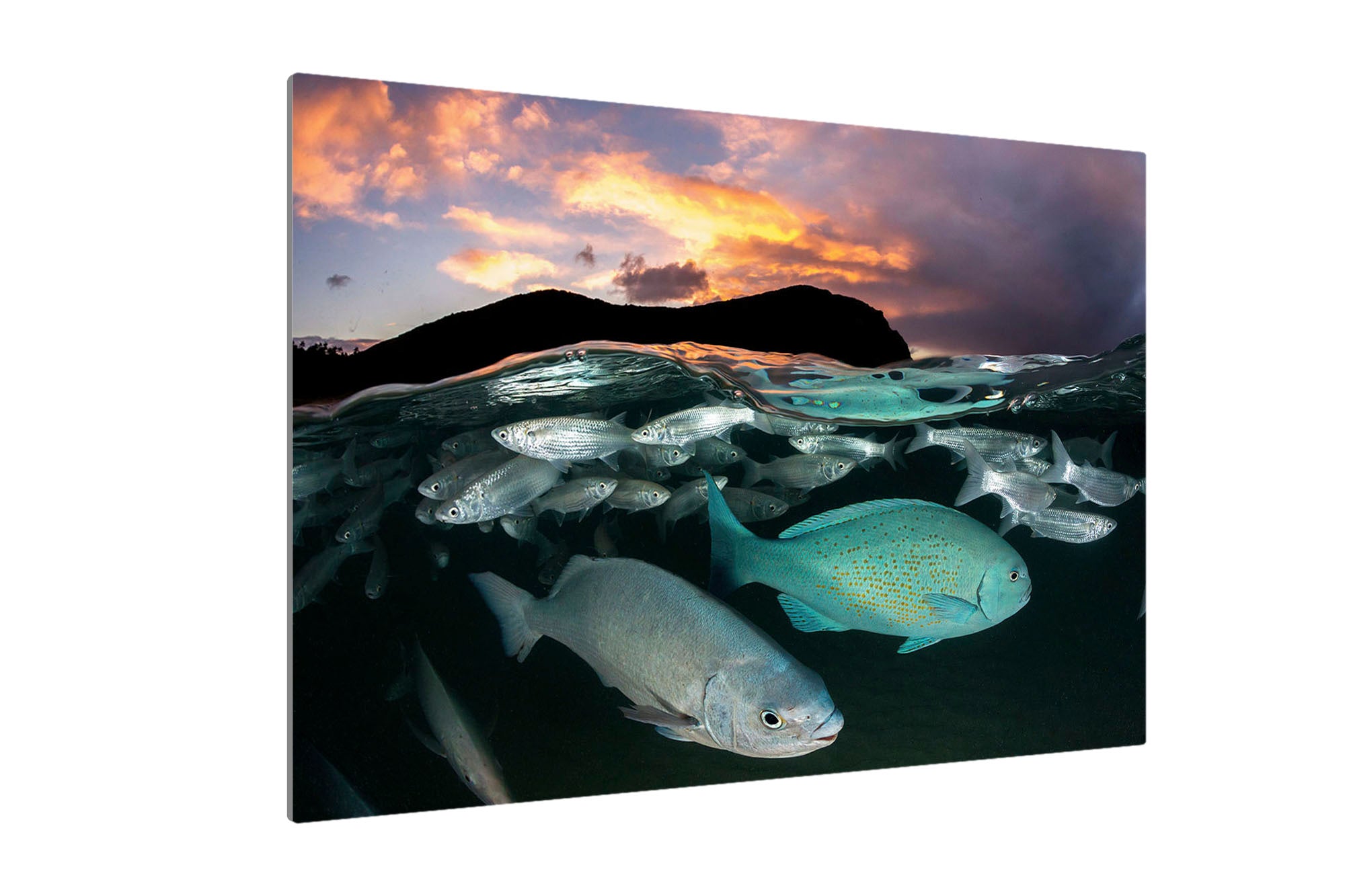 Neds Beach Fish Sunset Lord Howe Island