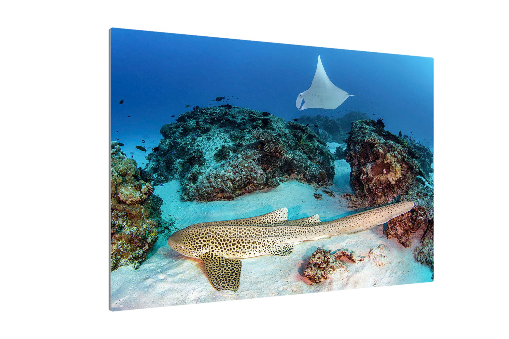 Leopard Shark and Manta Ray Great Barrier Reef