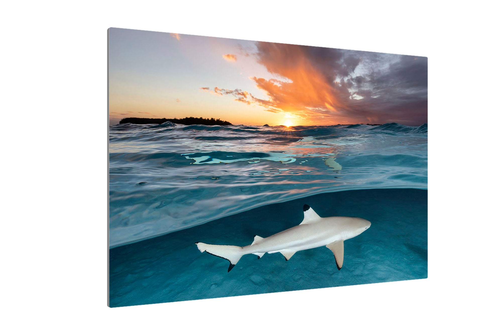 Blacktip Reef Shark Sunset Glow