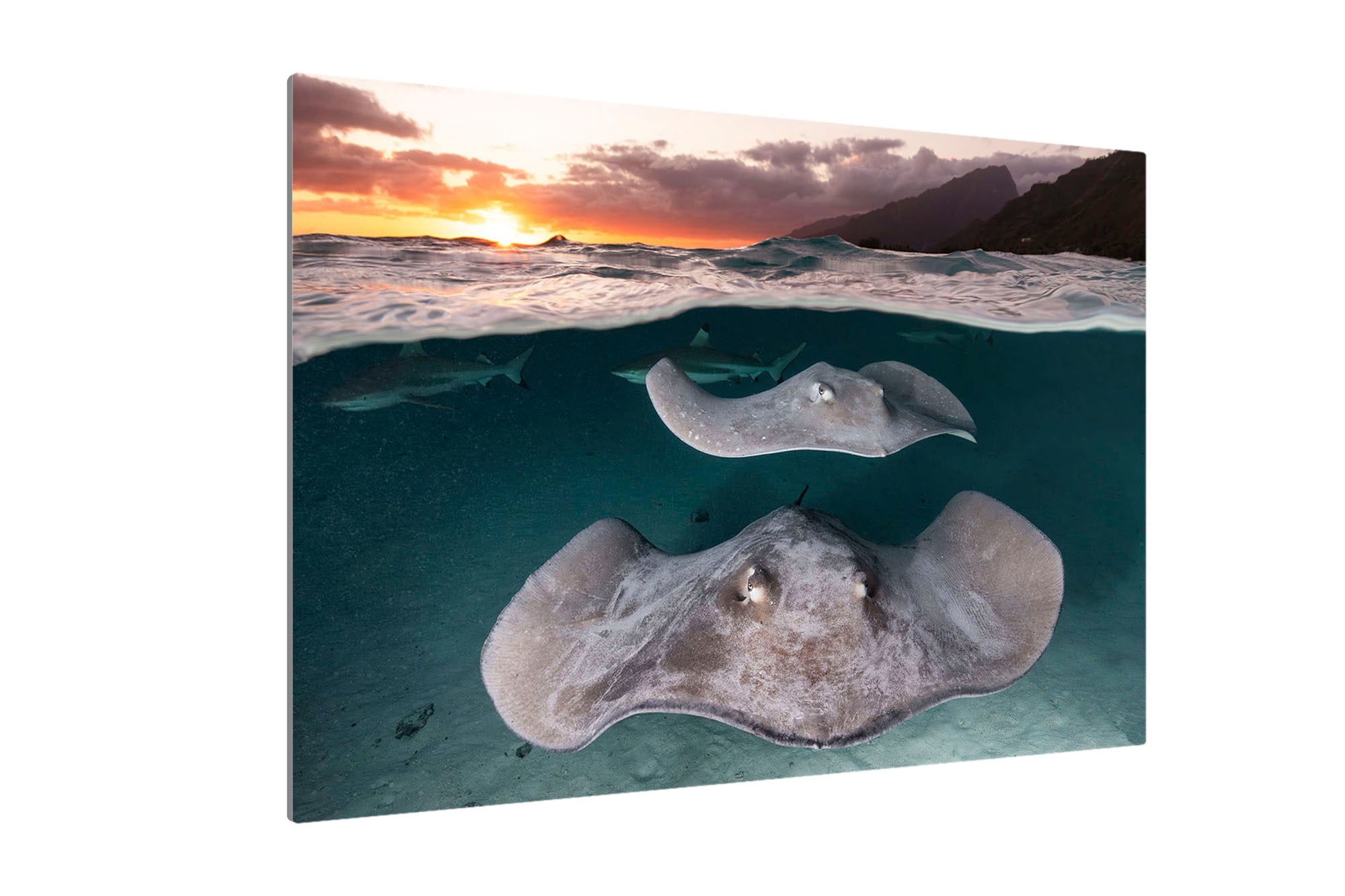 Stingray Sunset French Polynesia