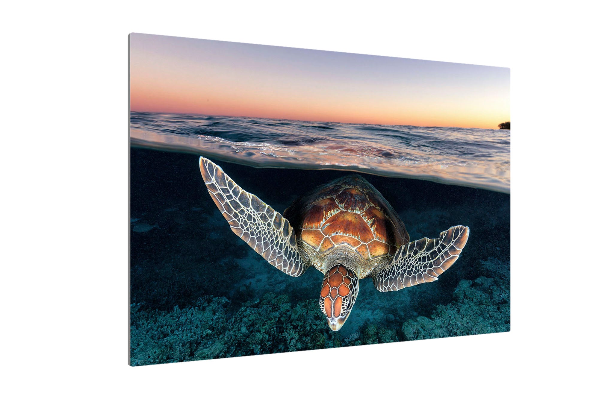 Sunset Glow Turtle | Great Barrier Reef