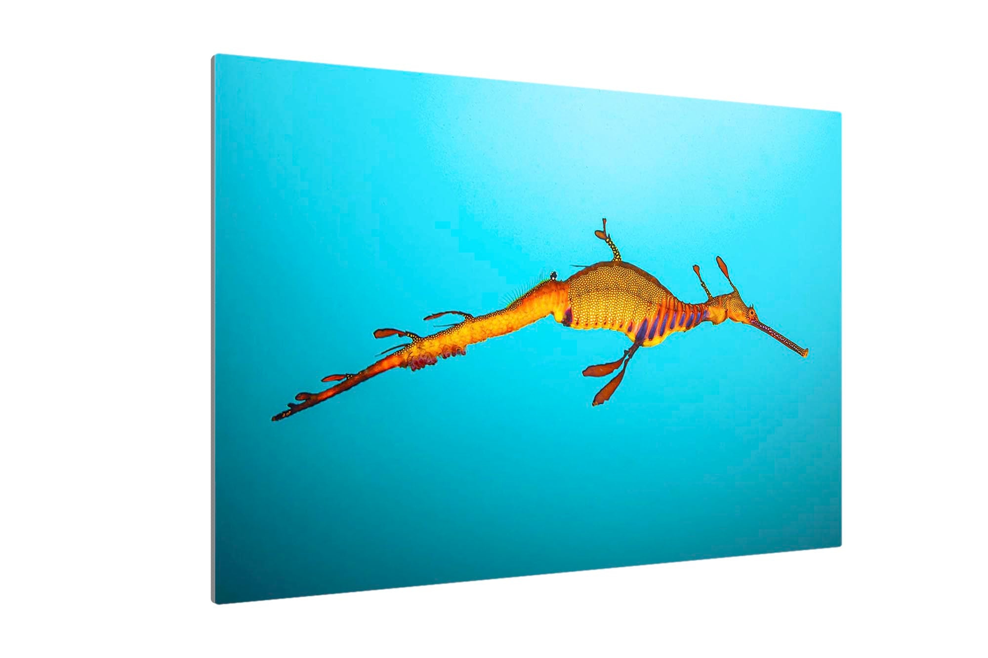 Weedy Sea Dragon Clarity