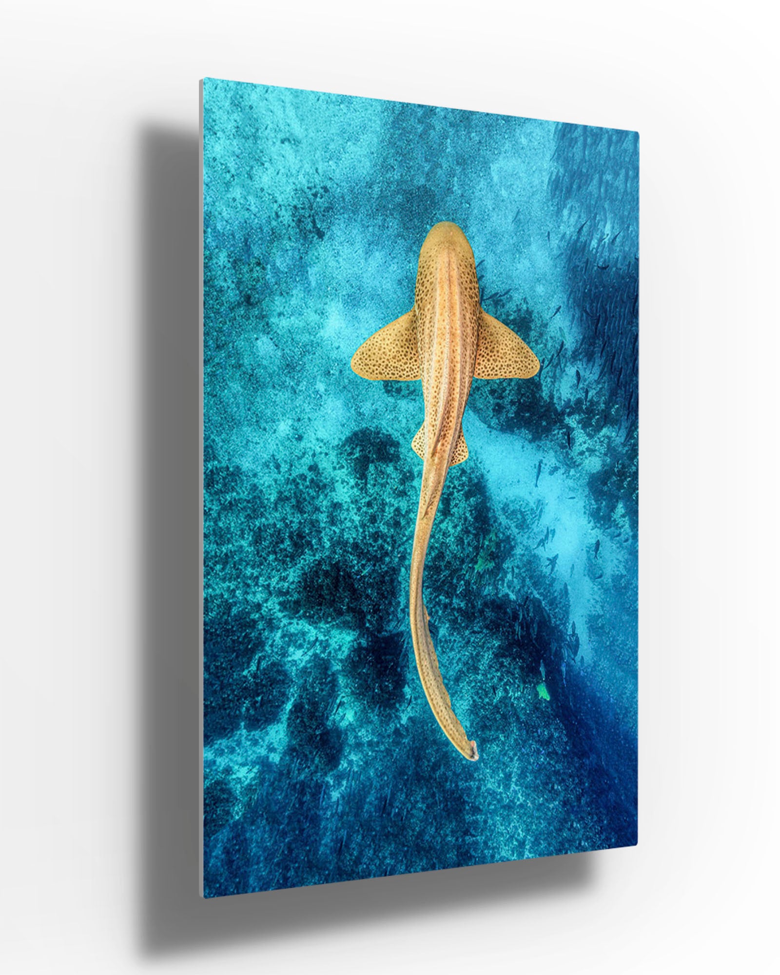 Leopard Shark Clarity | Vertical