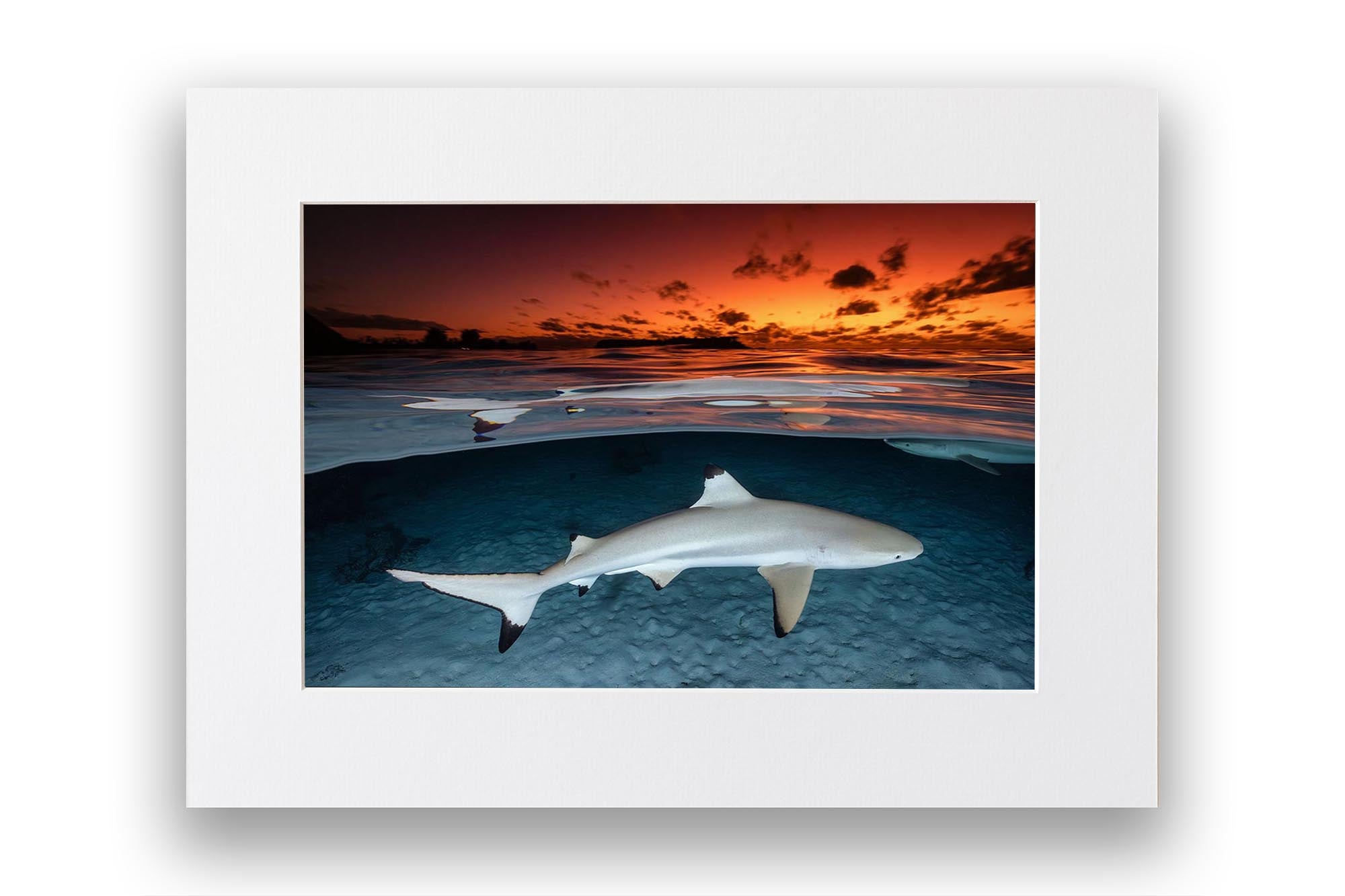 Blacktip Reef Shark Sunset