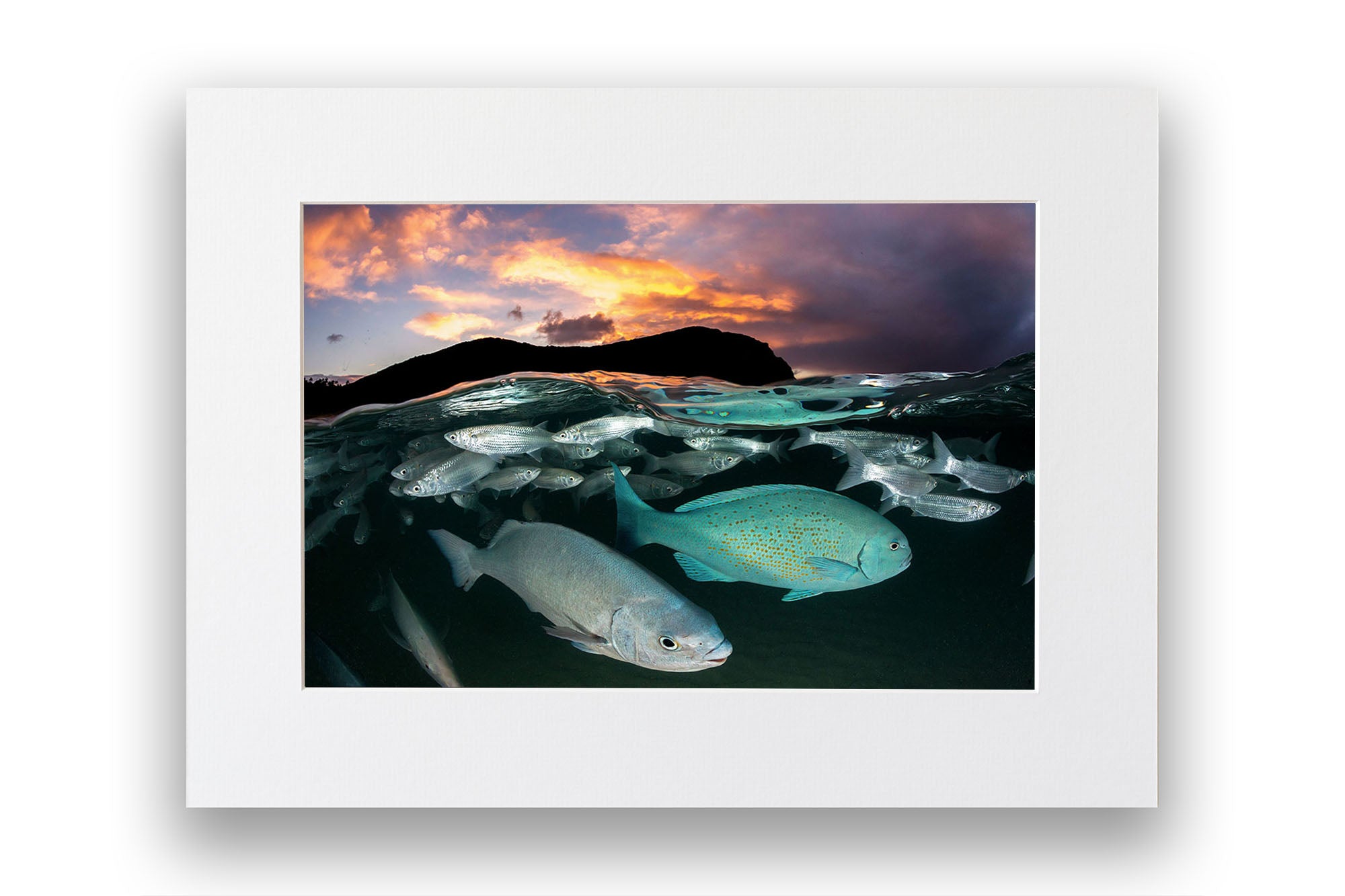 Neds Beach Fish Sunset Lord Howe Island